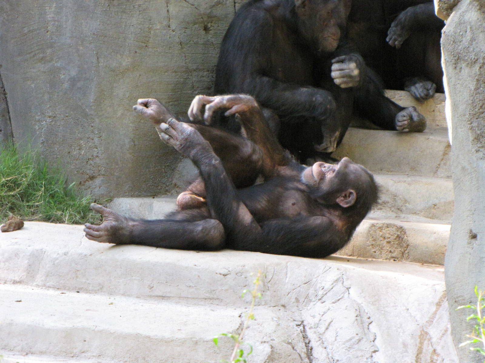 Chimpanzees