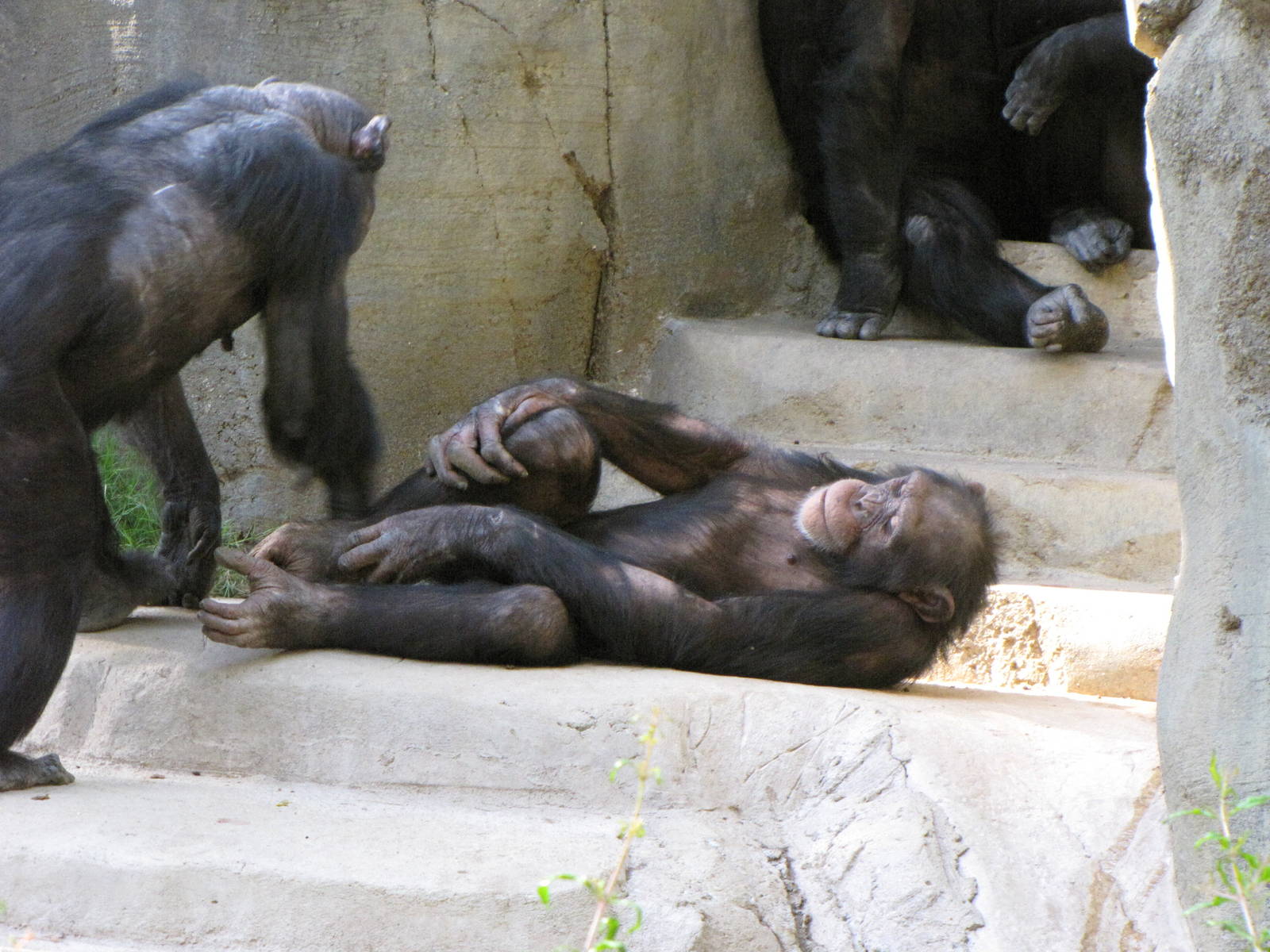 Chimpanzees