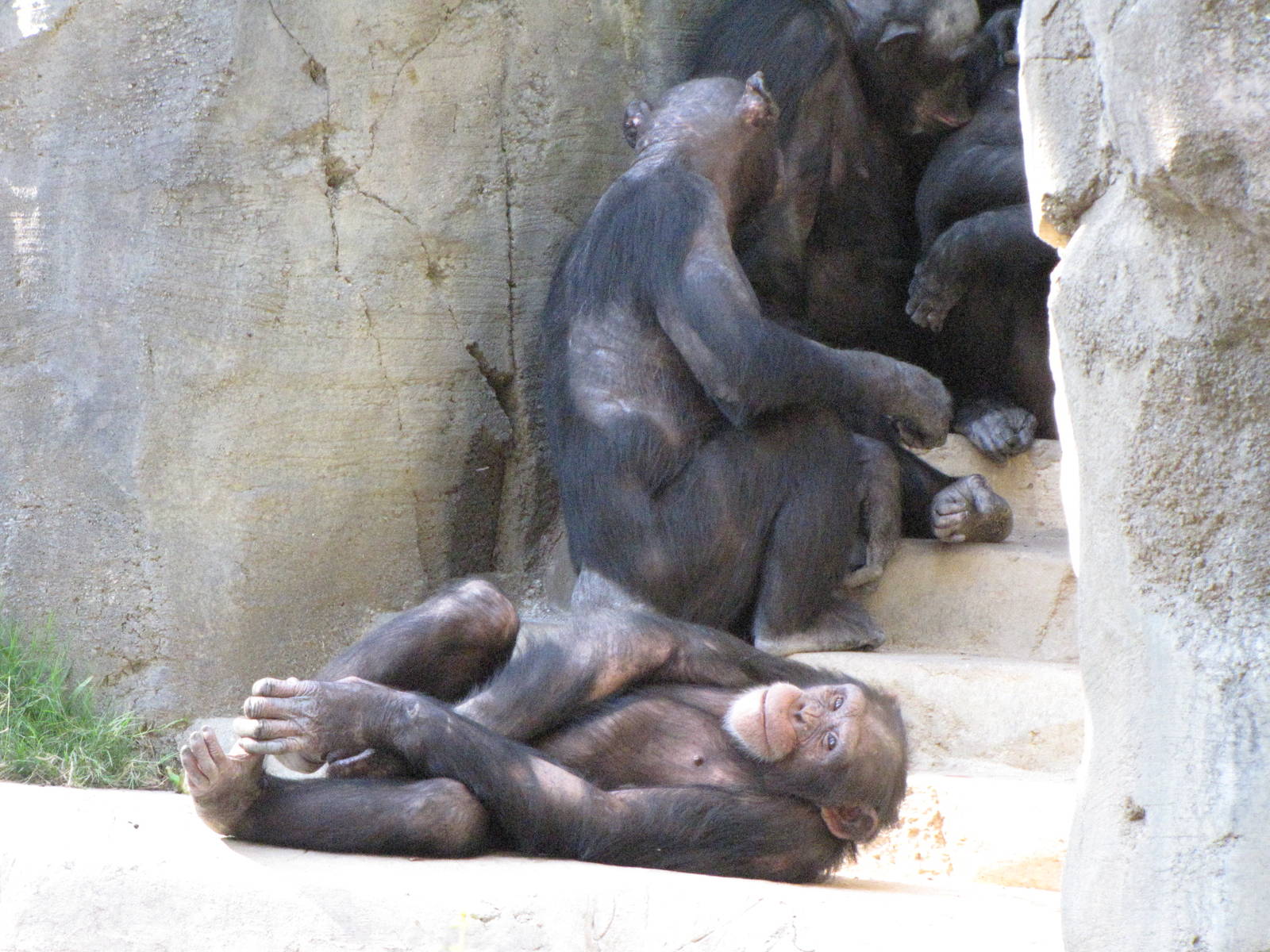 Chimpanzees