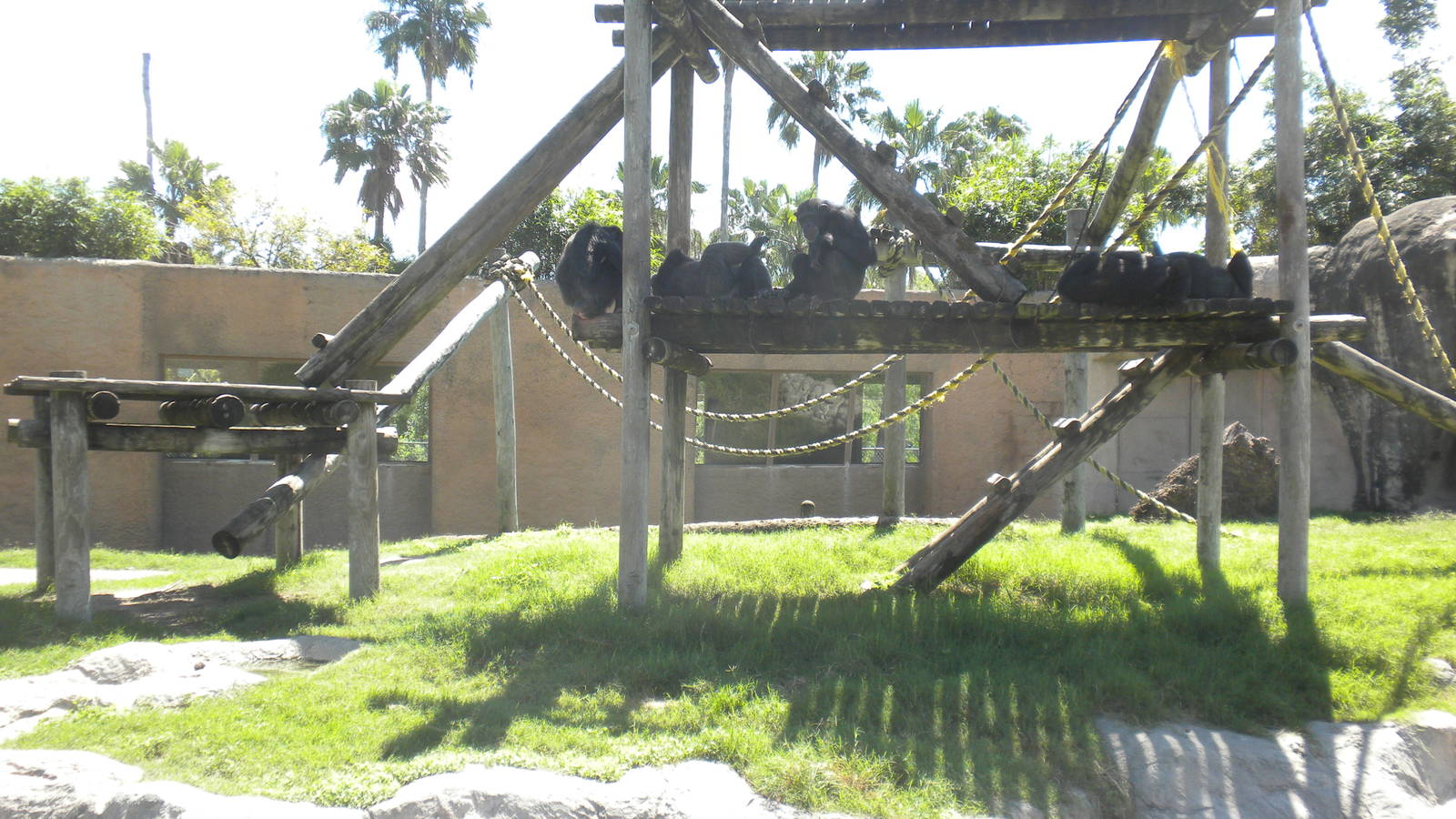 Chimpanzees