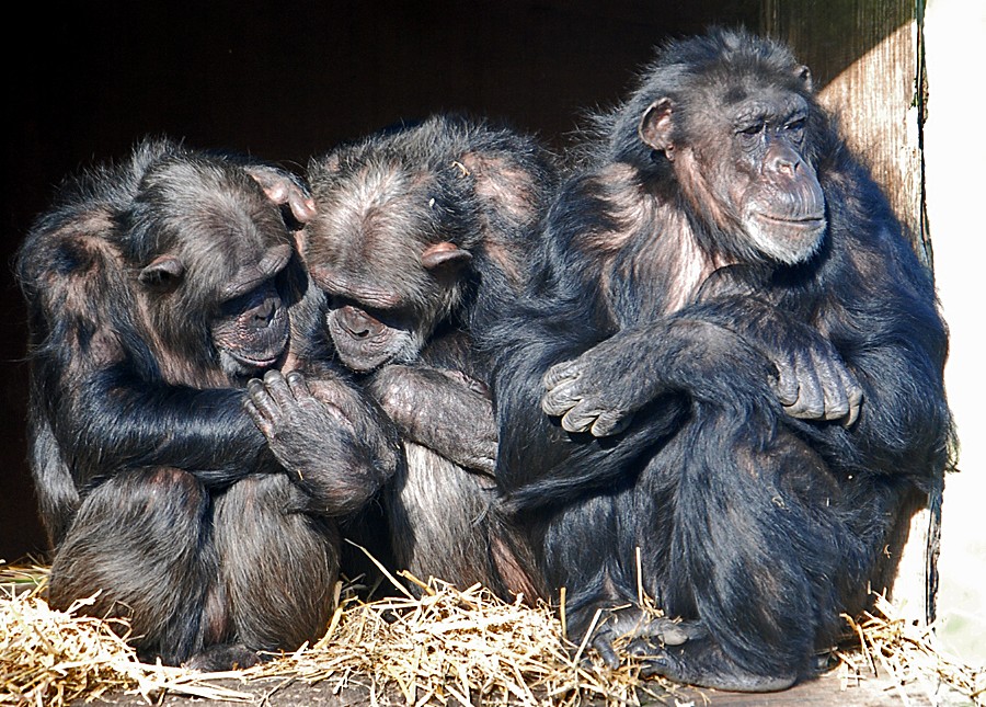 cHIMPANZEES