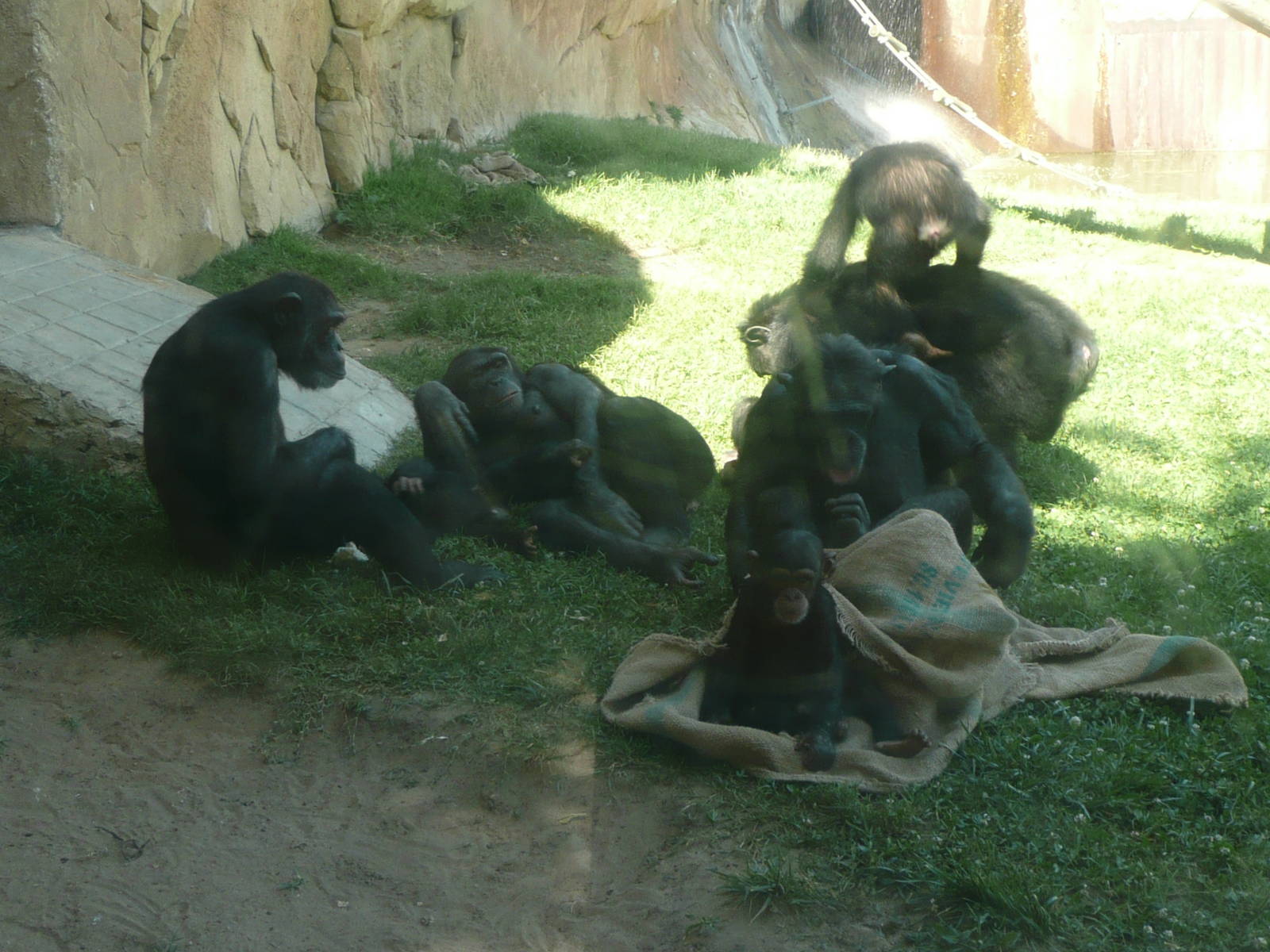 Chimpanzees