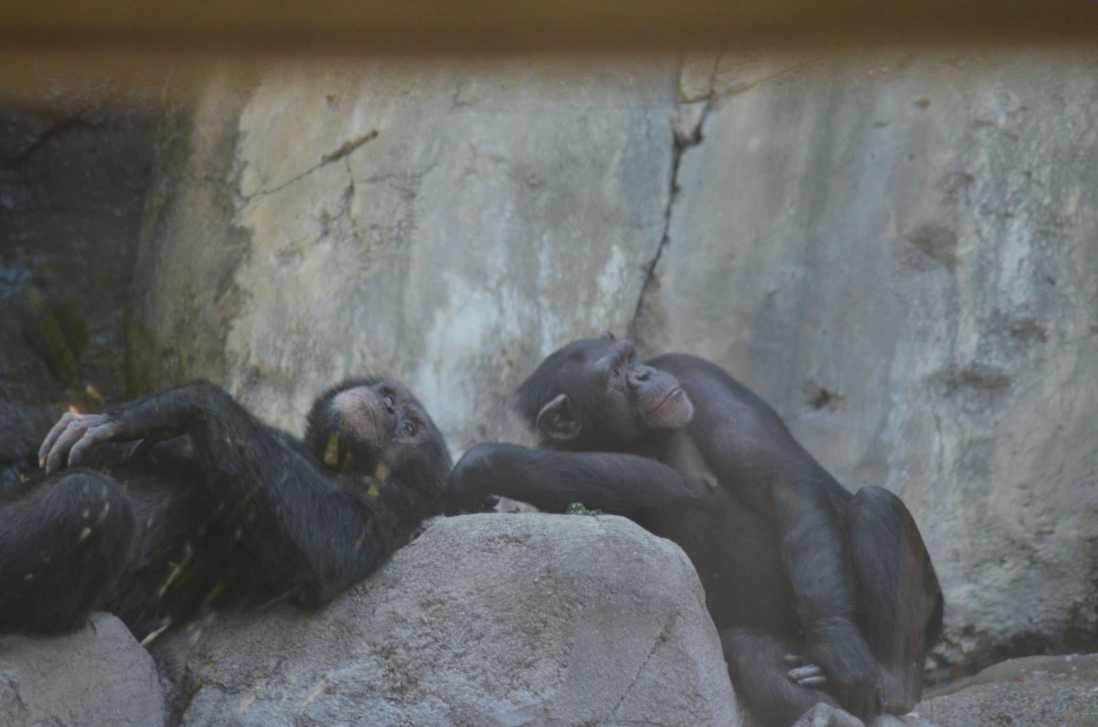 Chimpanzees