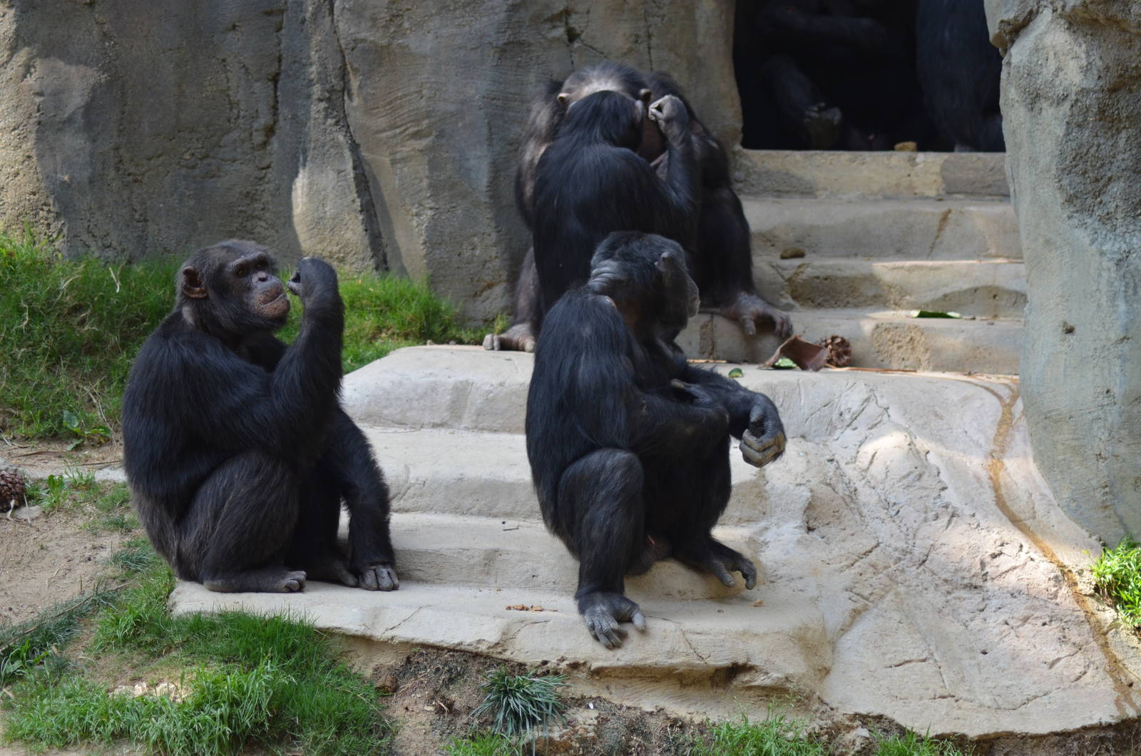 Chimpanzees