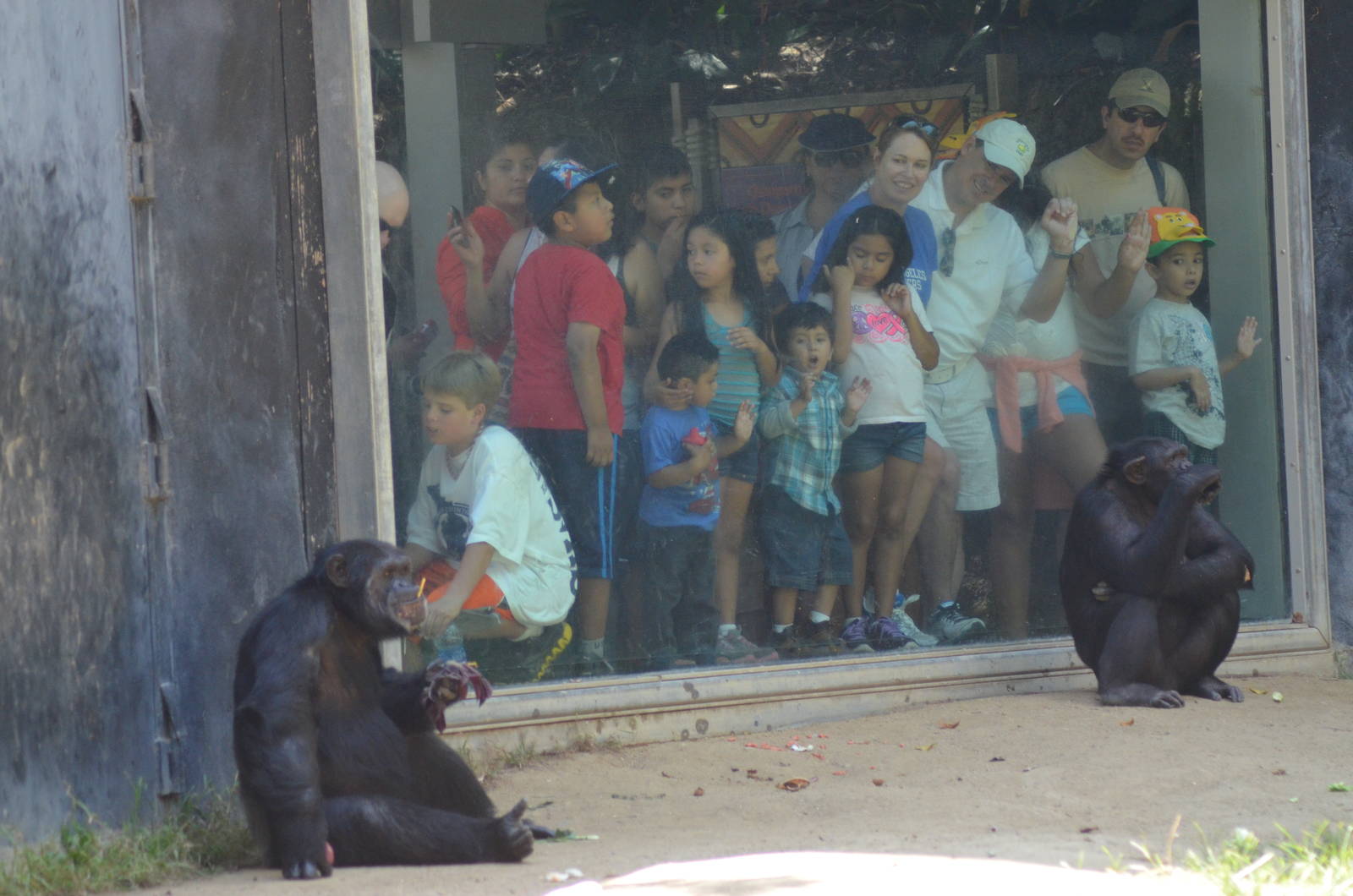 Chimpanzees
