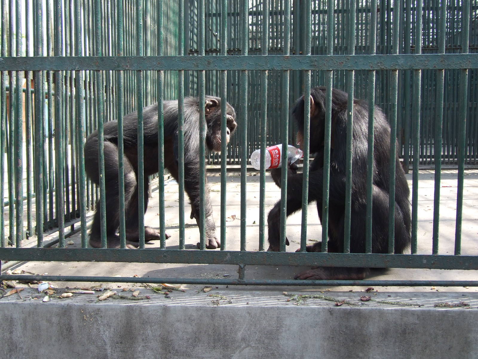 Chimpanzees