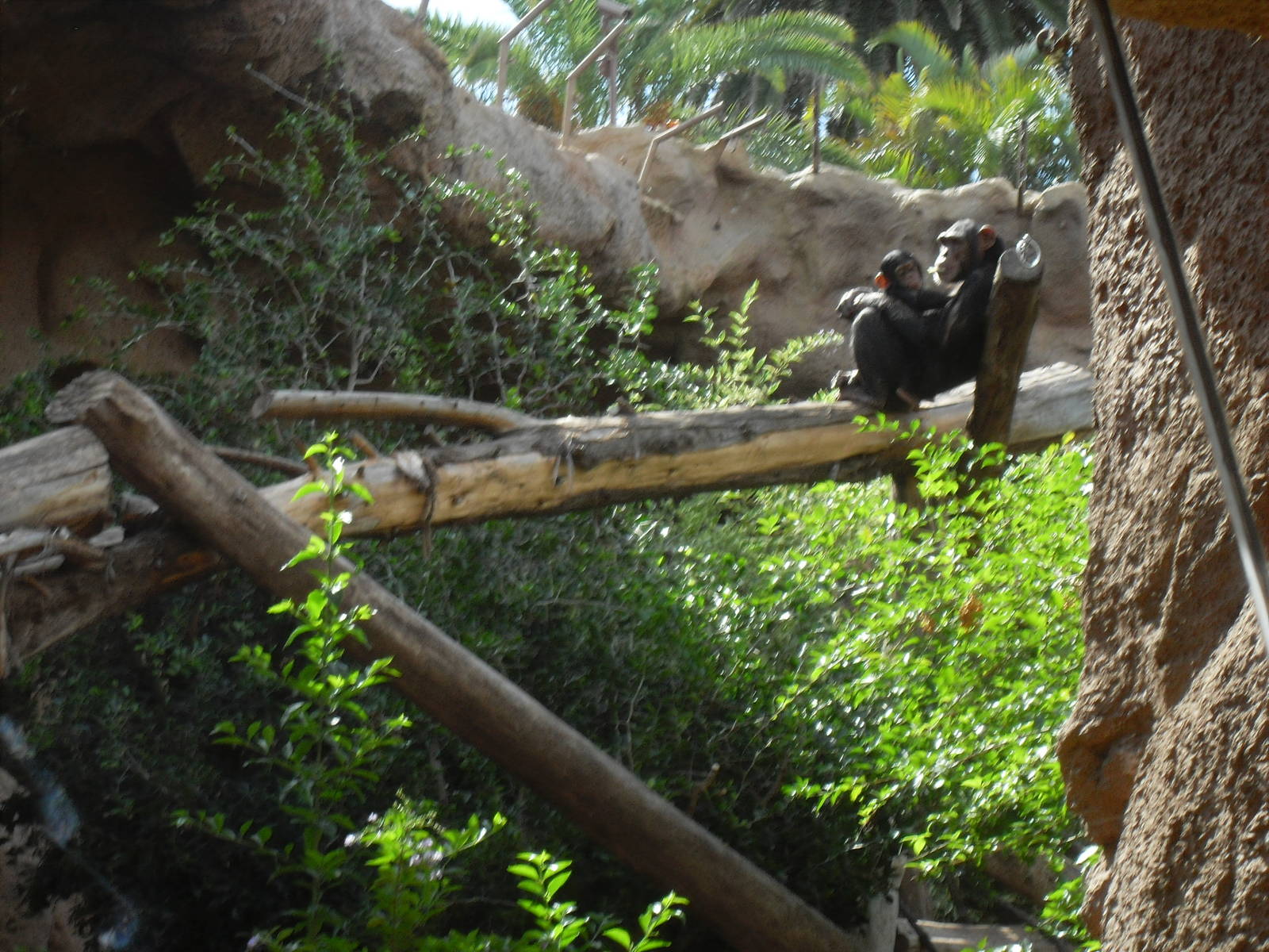 Chimpanzees