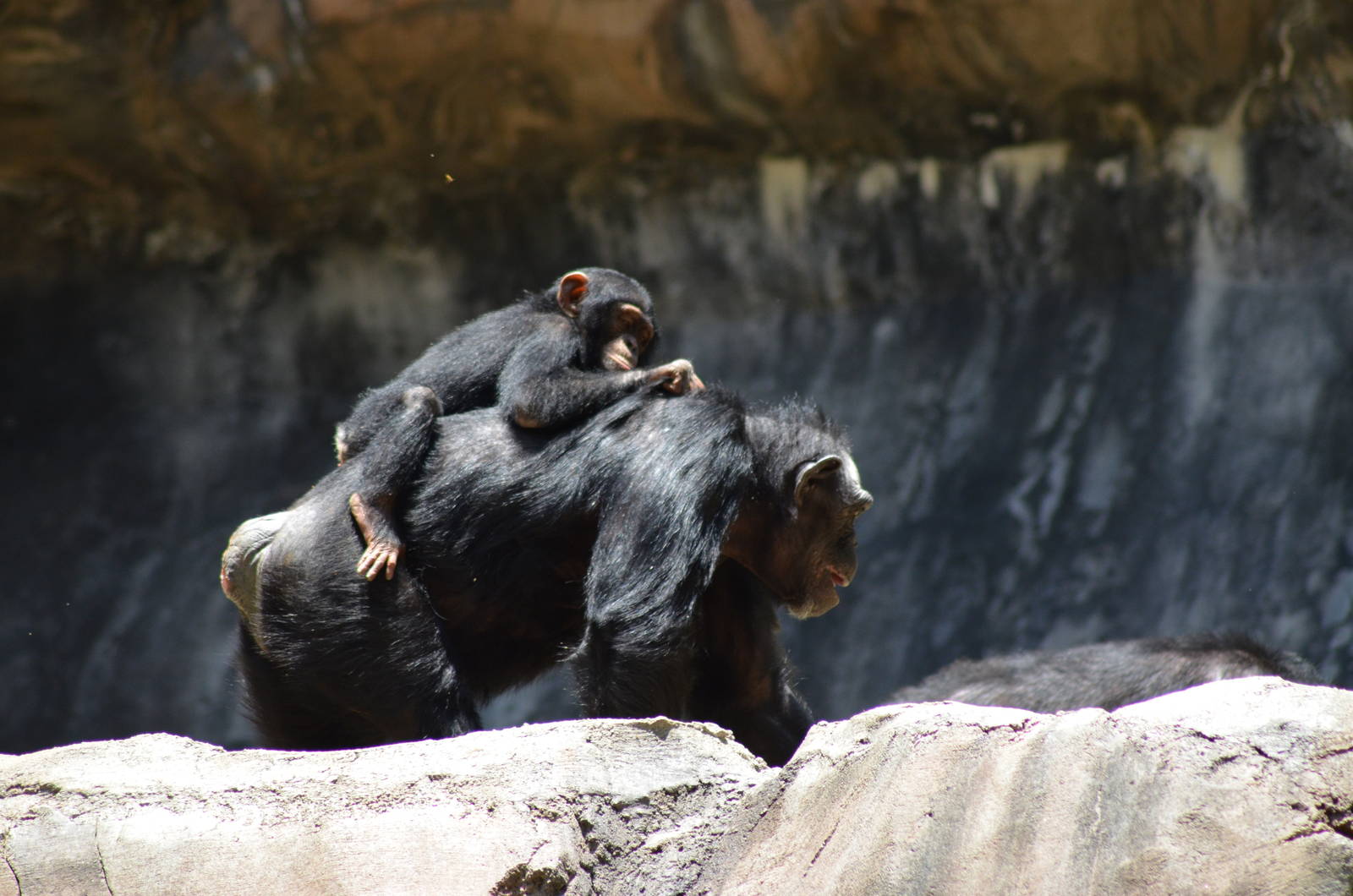 Chimpanzees
