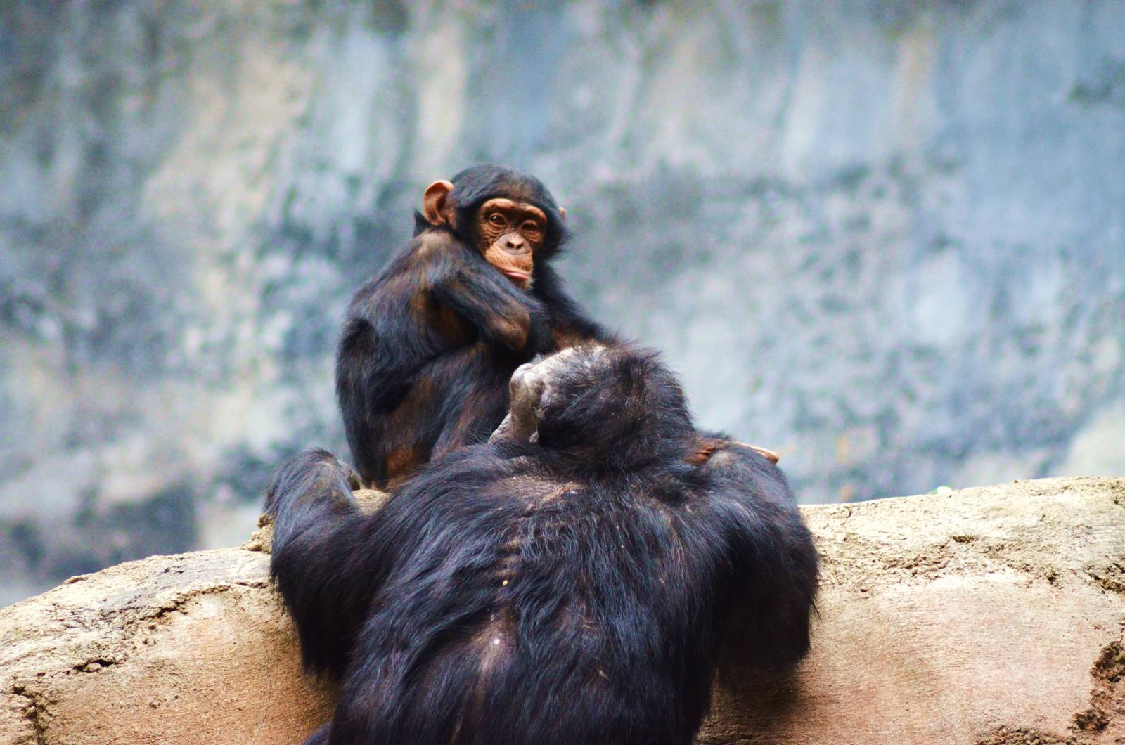 Chimpanzees