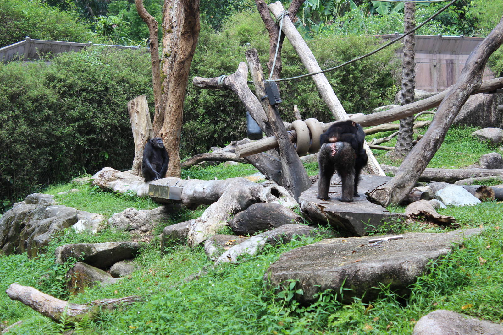 Chimpanzees