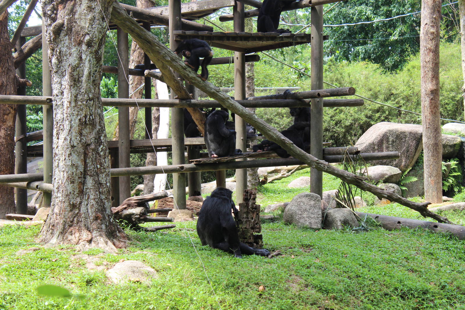 Chimpanzees