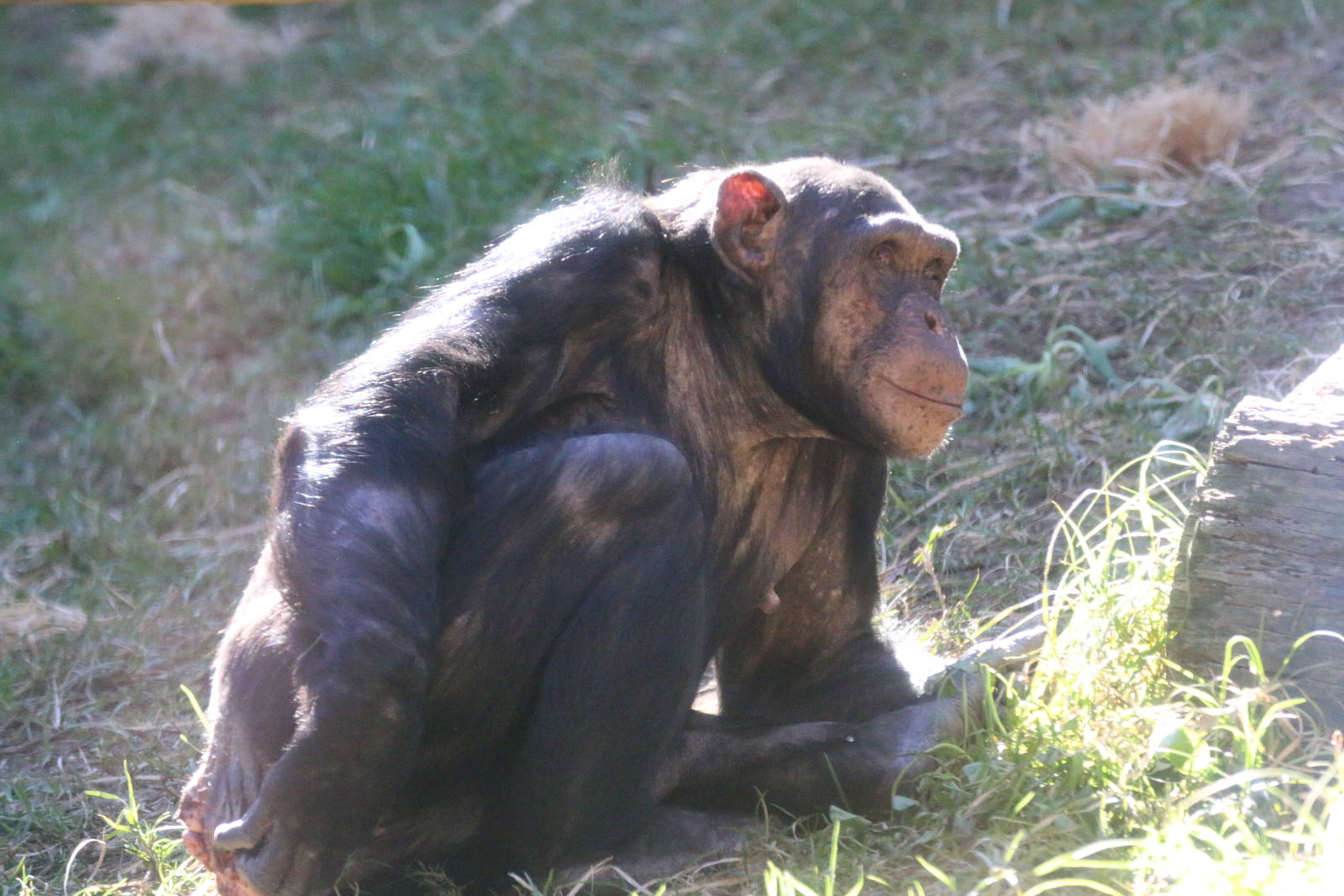 Chimpanzees