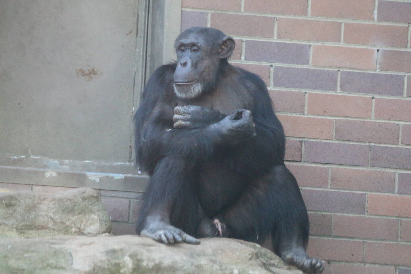 Chimpanzees