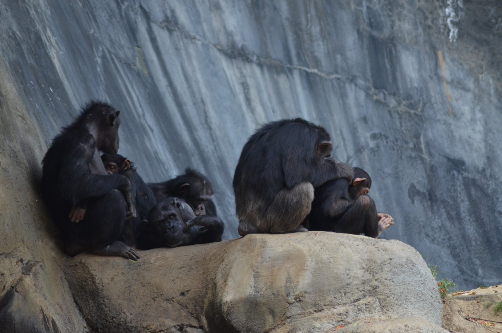 Chimpanzees