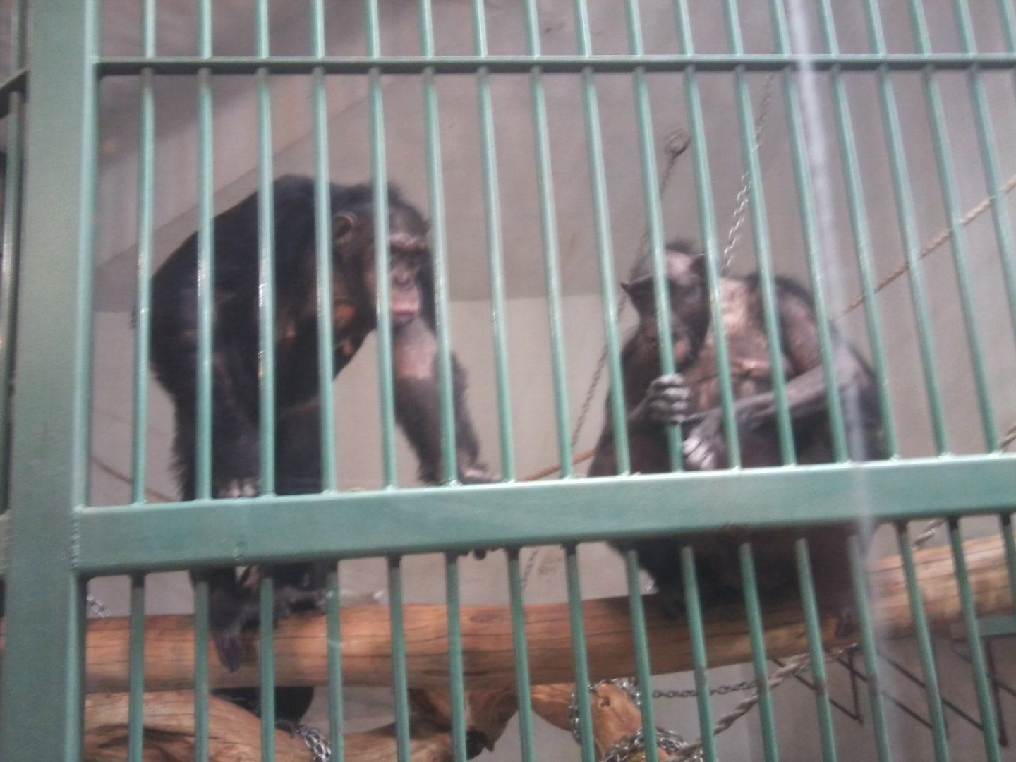 Chimpanzees