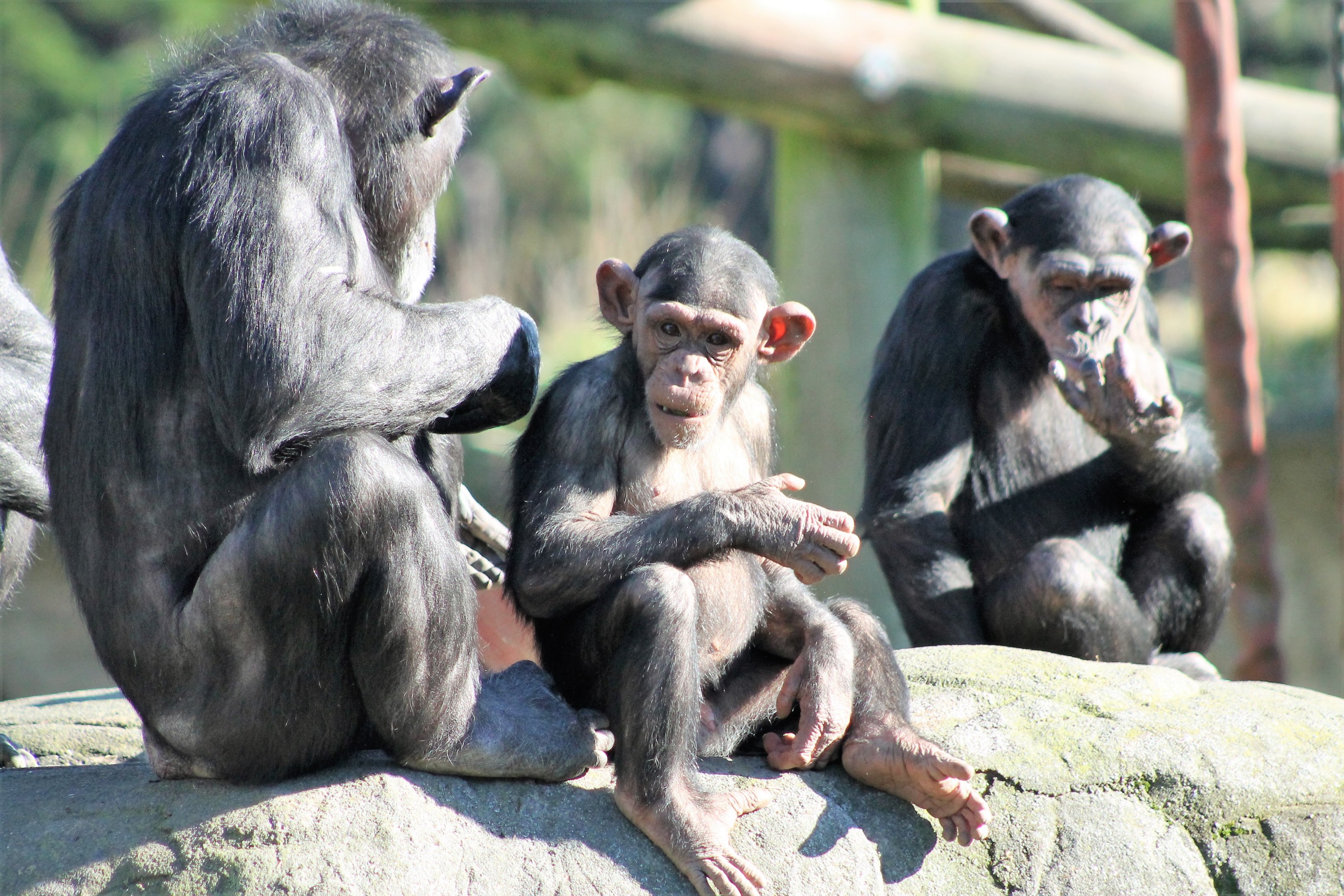 Chimpanzees