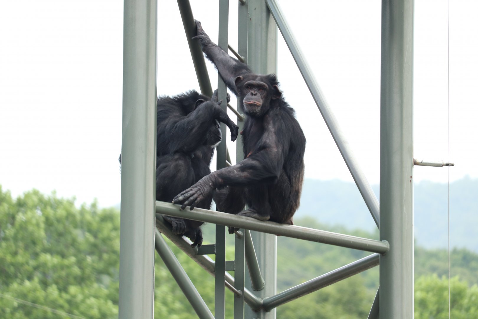 Chimpanzees