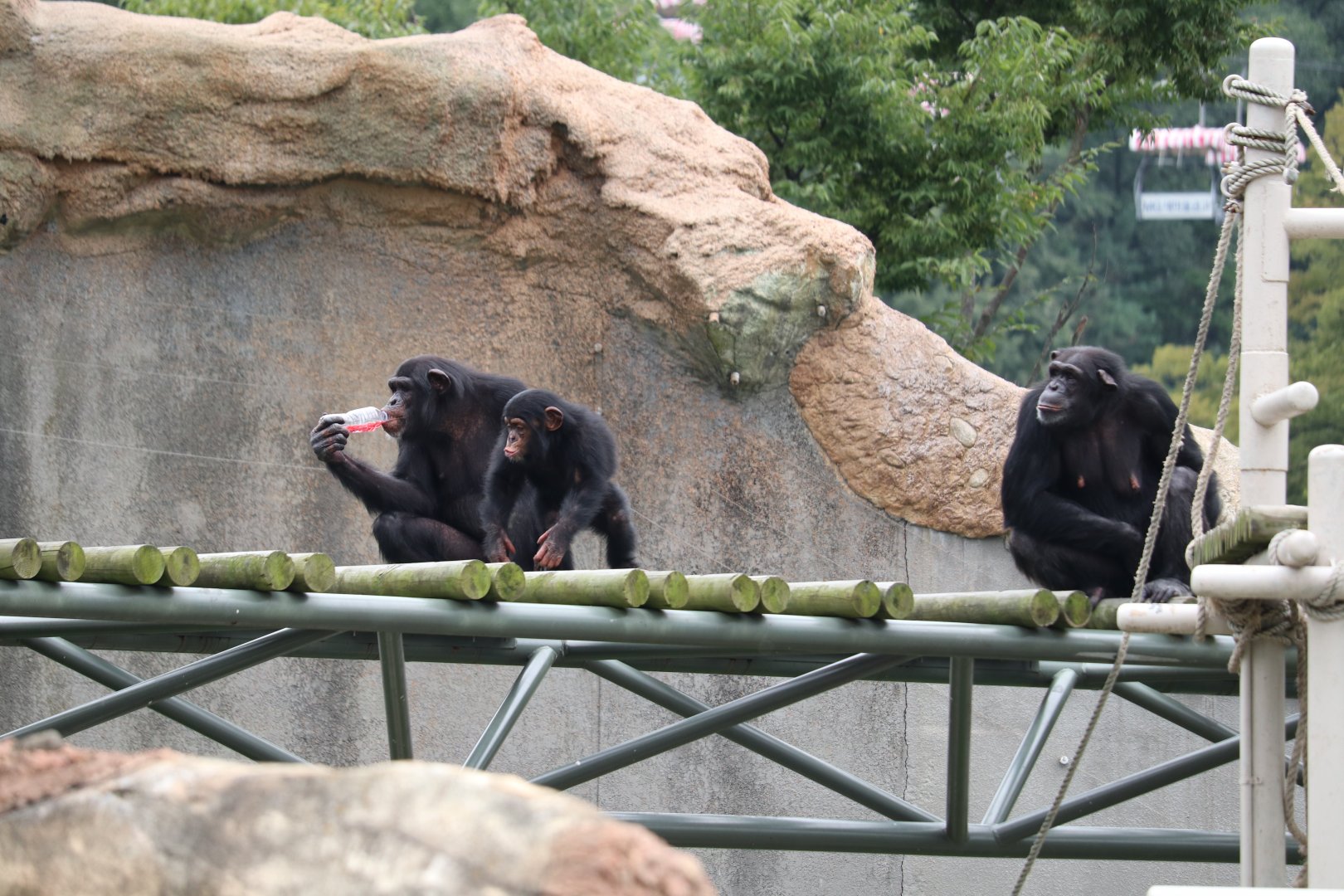 Chimpanzees