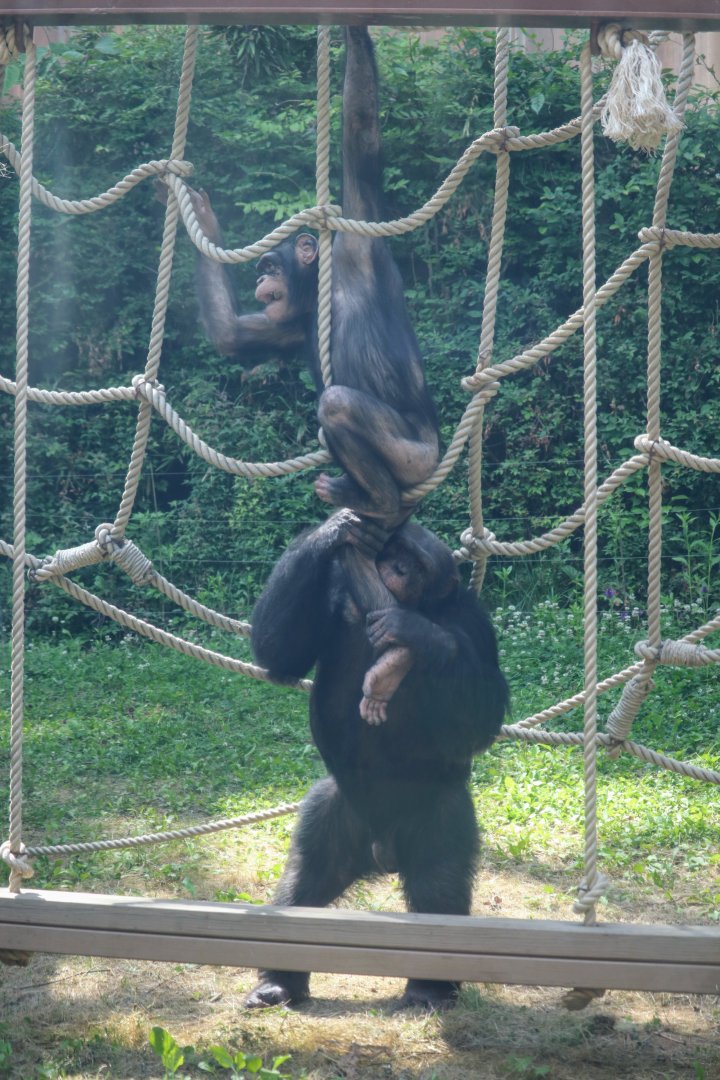 Chimpanzees