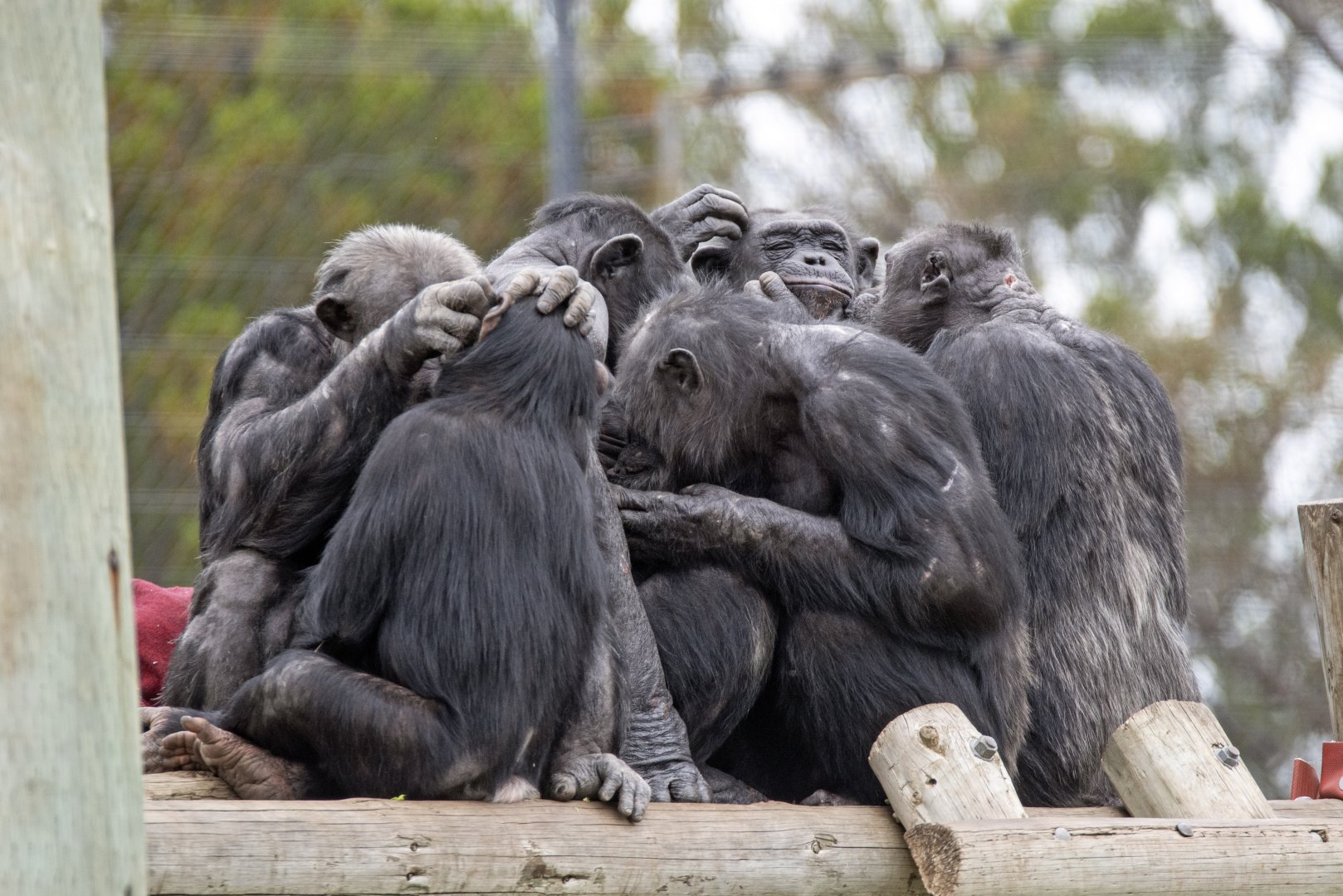 Chimpanzees
