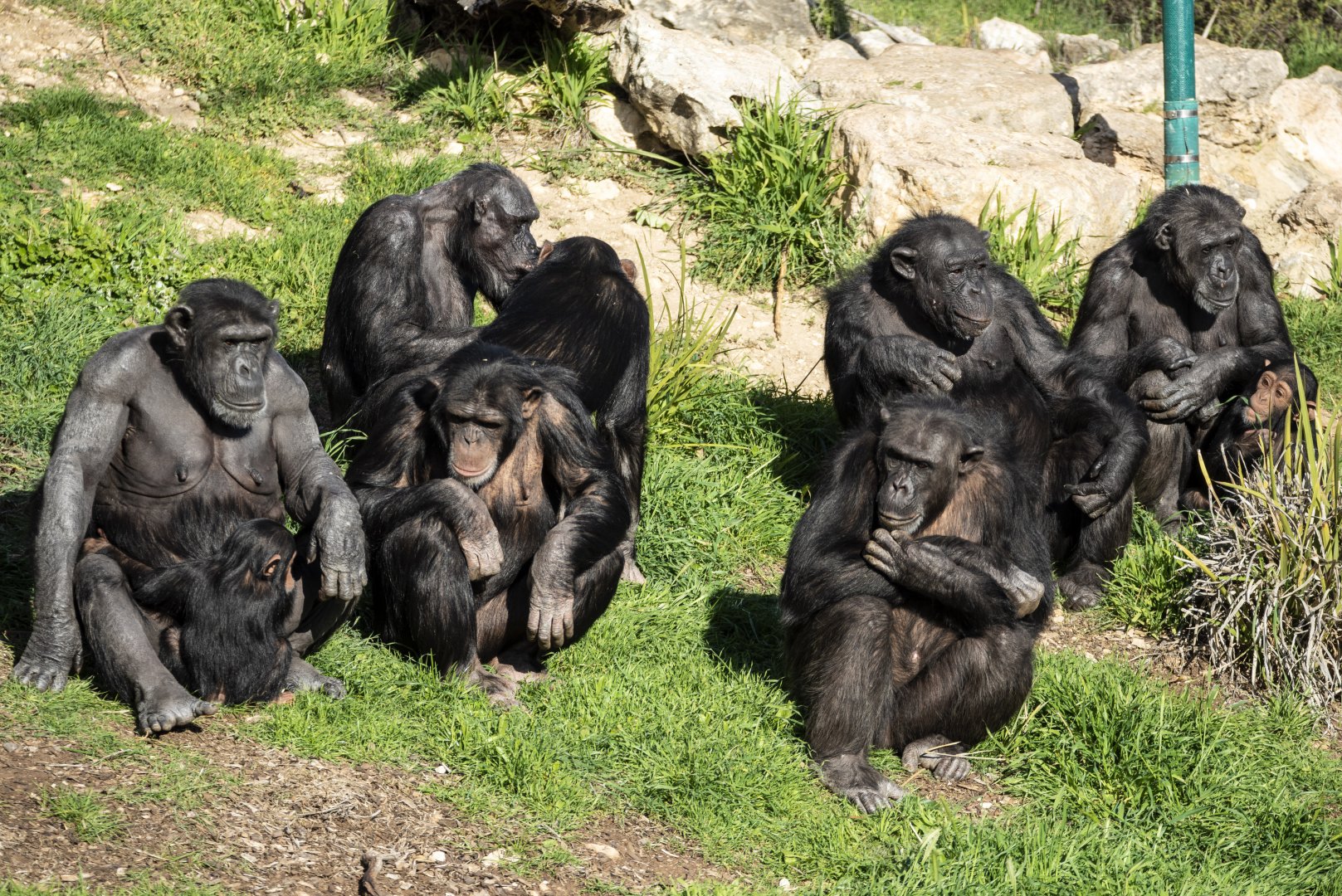 Chimpanzees