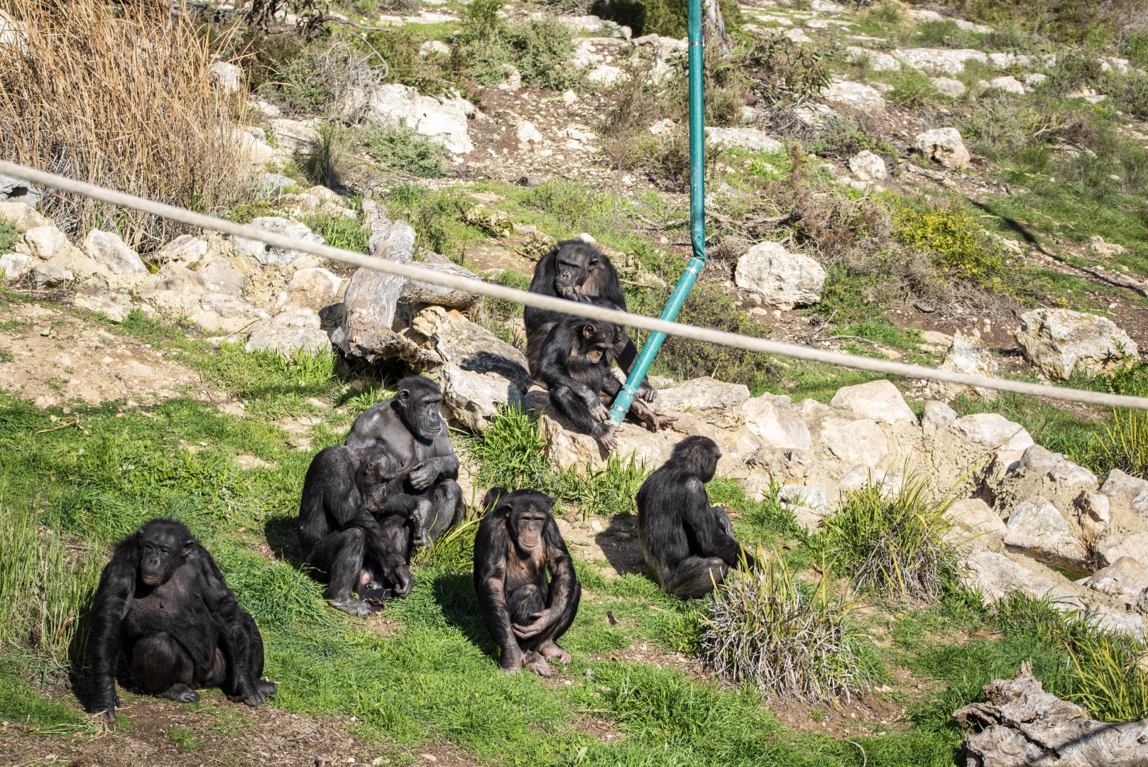 Chimpanzees