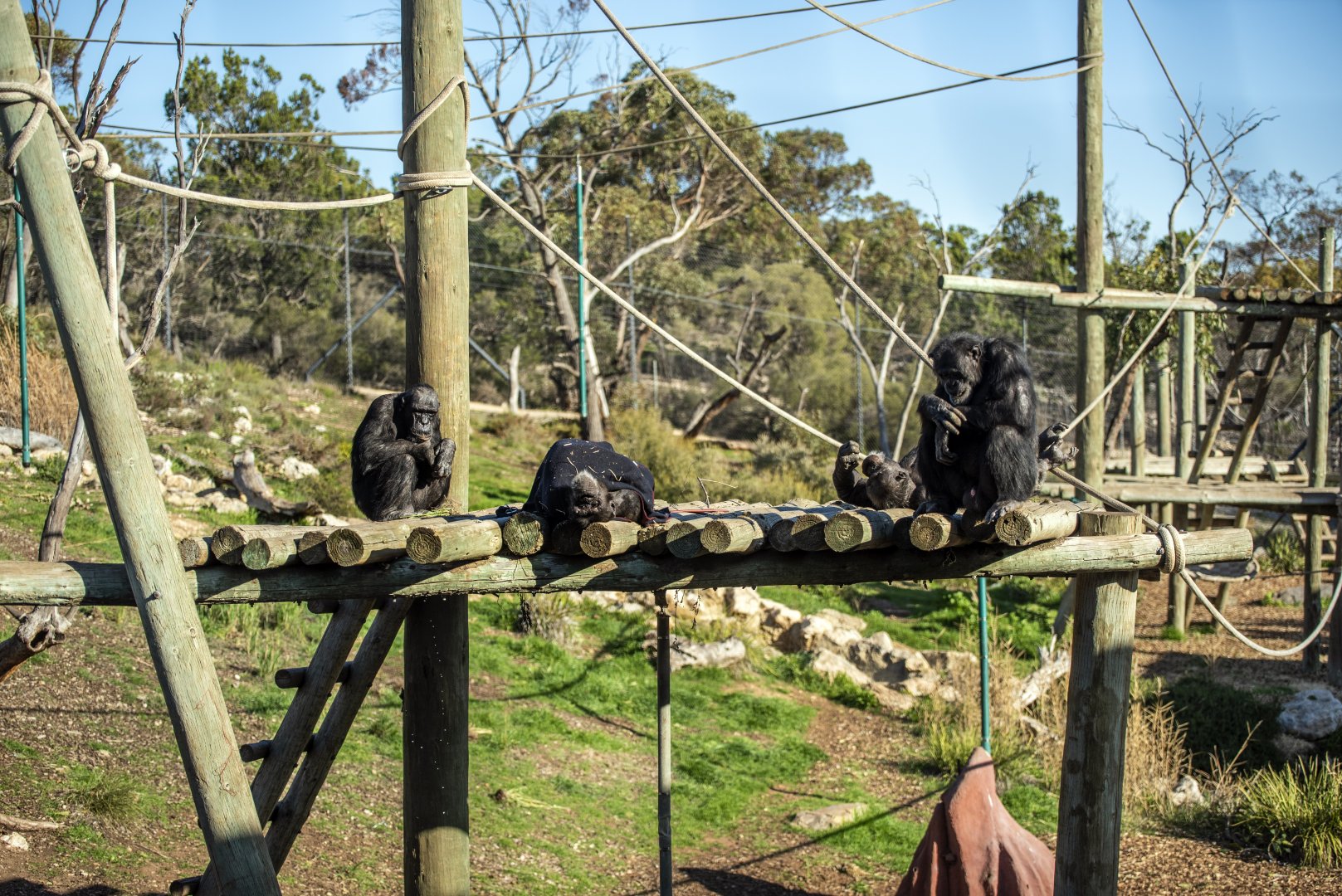 Chimpanzees