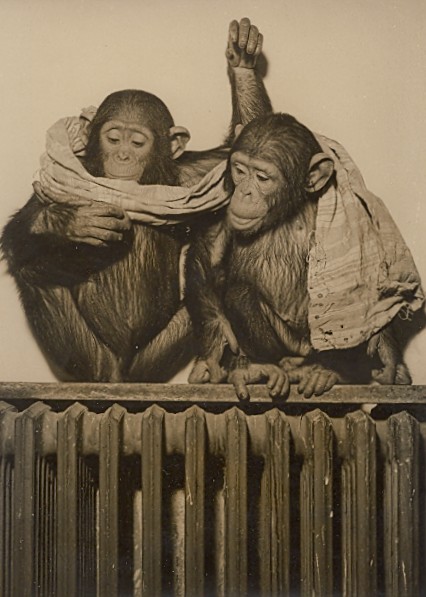 Chimpanzees