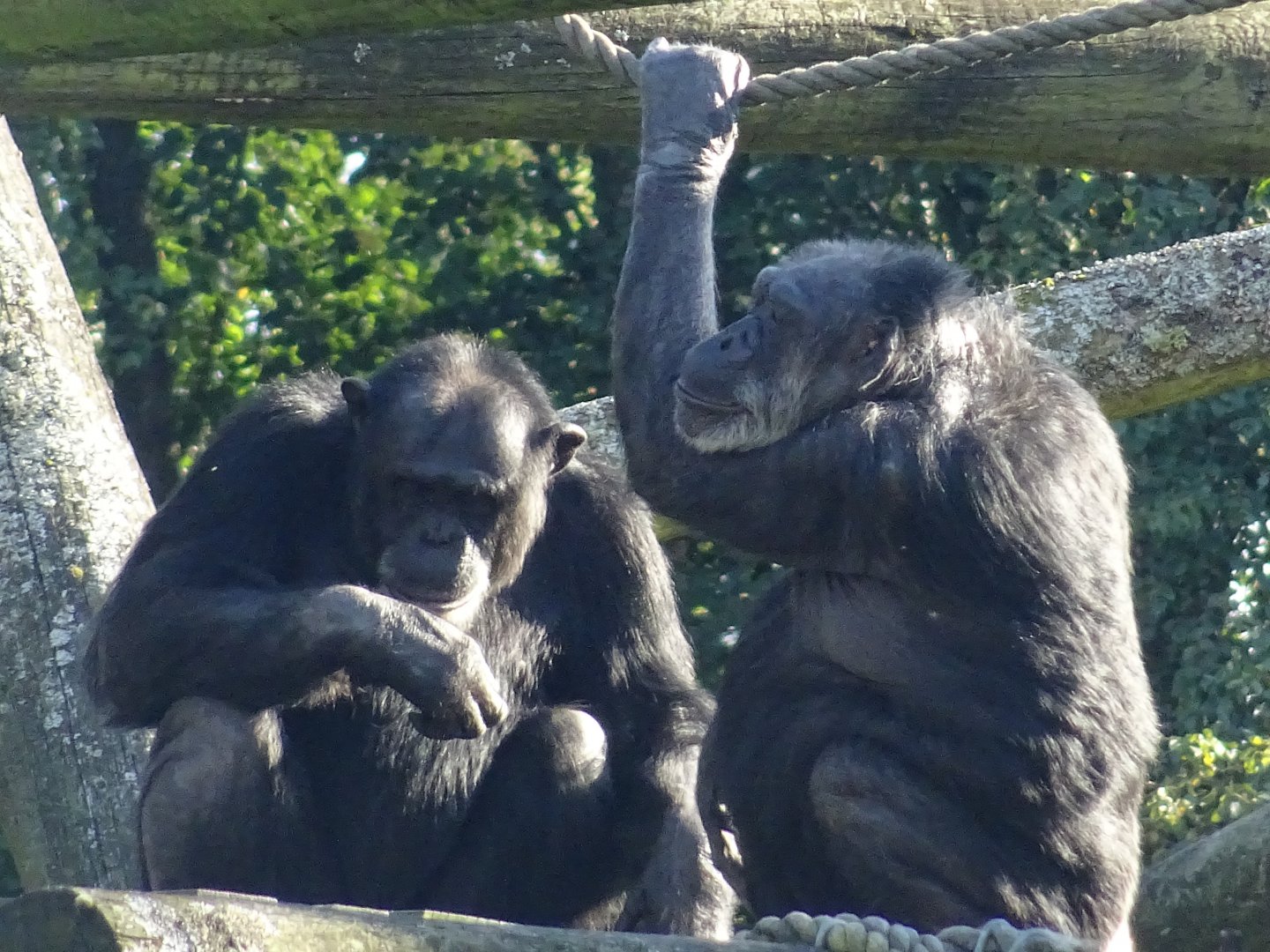 Chimpanzees
