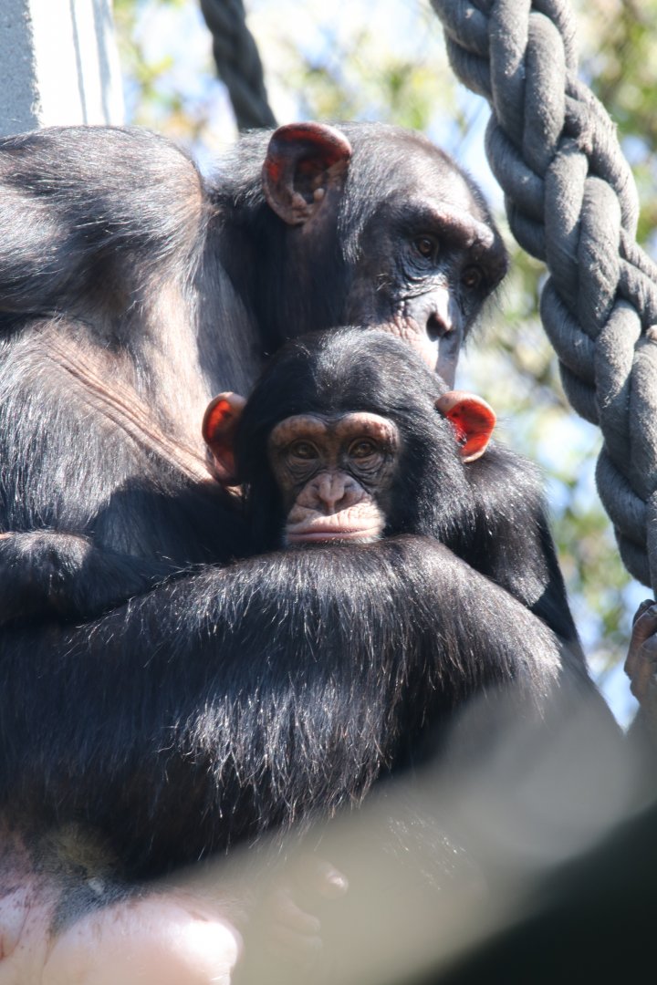 Chimpanzees