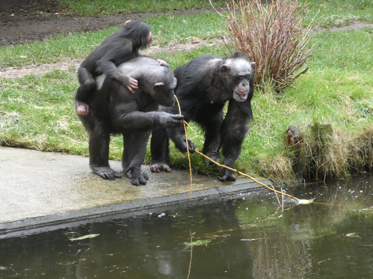Chimpanzees