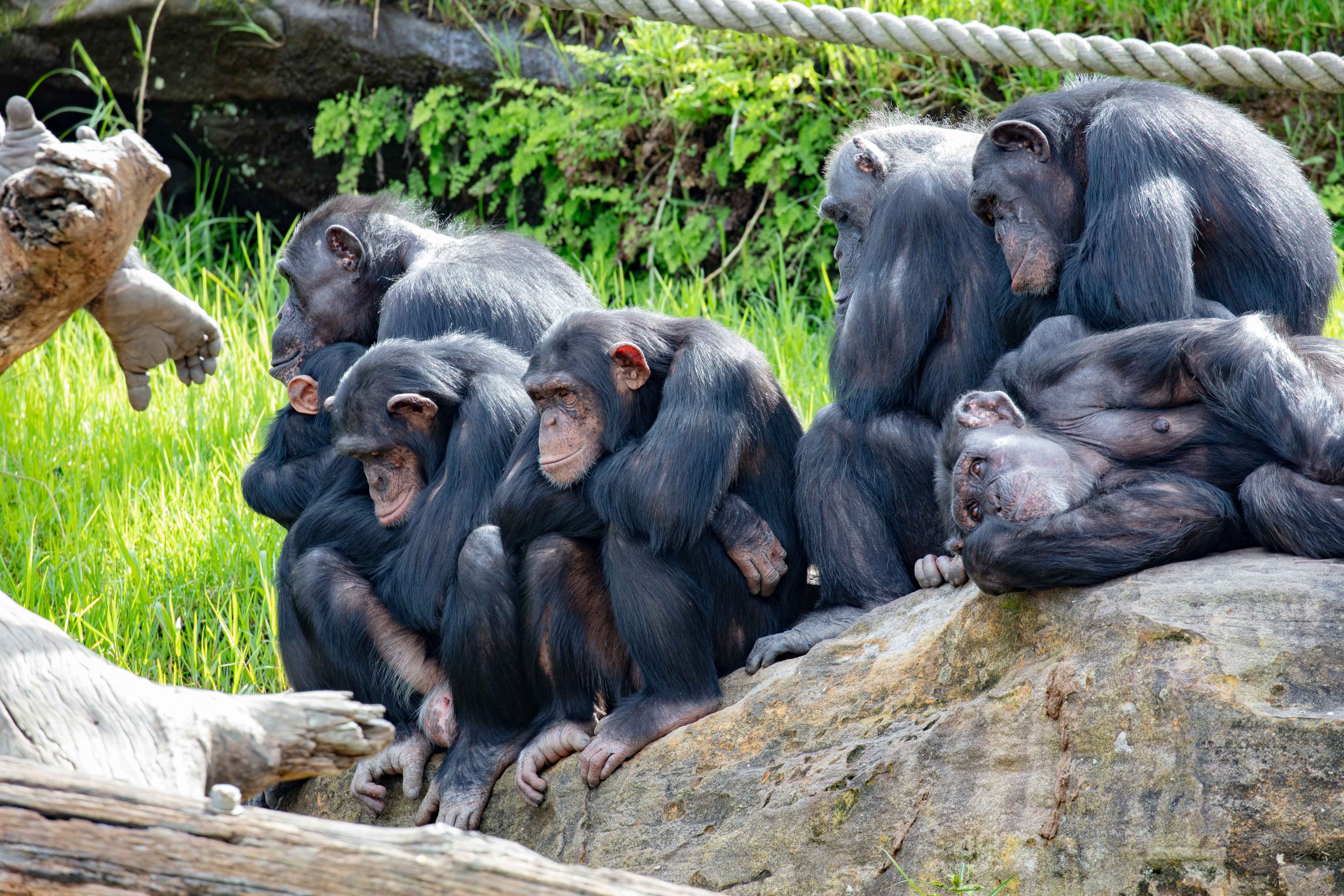 Chimpanzees