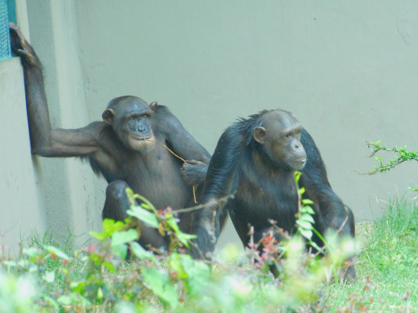 Chimpanzees