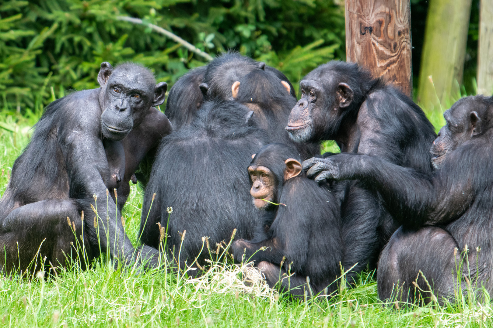 Chimpanzees