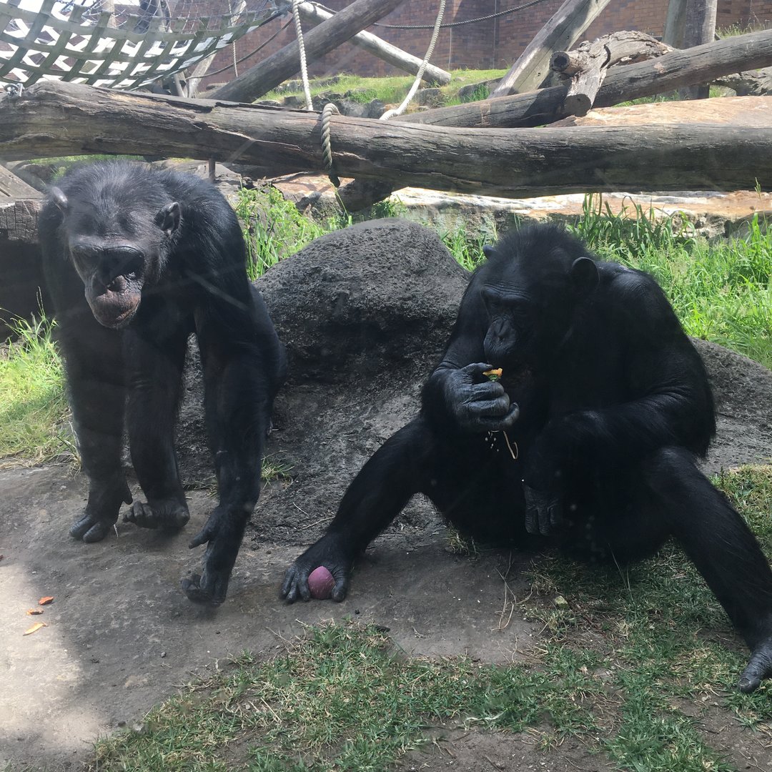 Chimpanzees