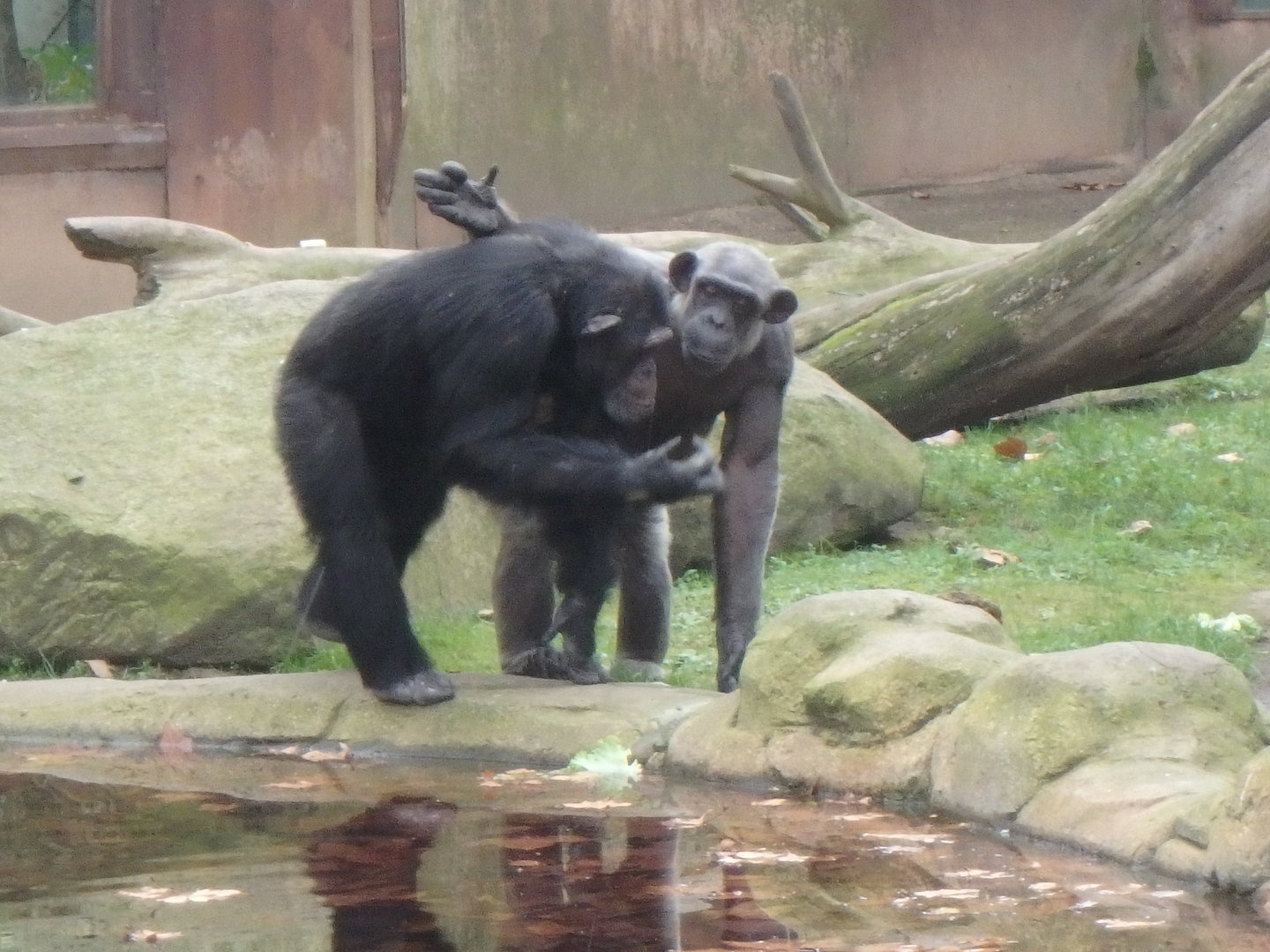 Chimpanzees