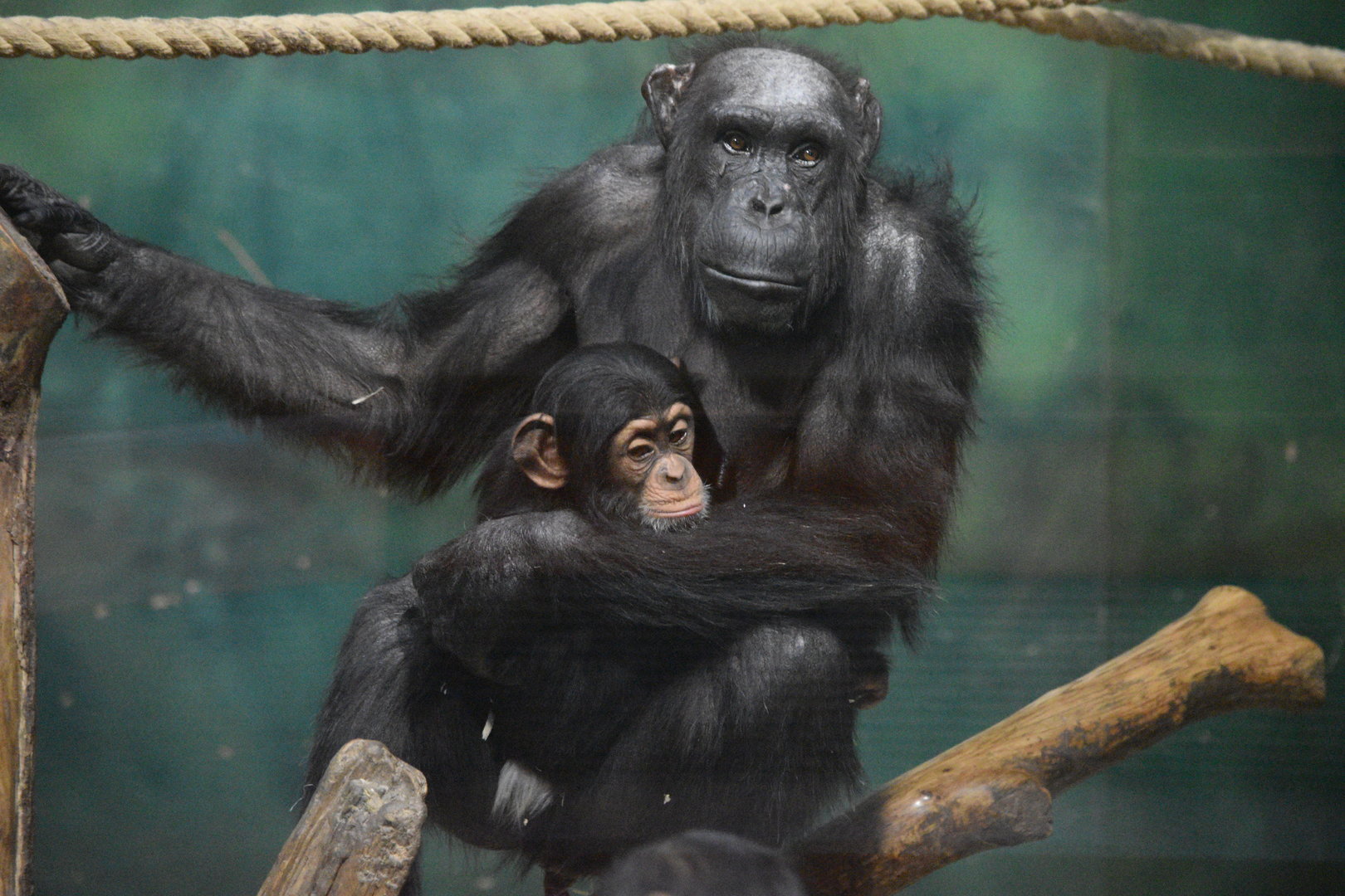 Chimpanzees