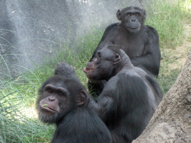 Chimpanzees