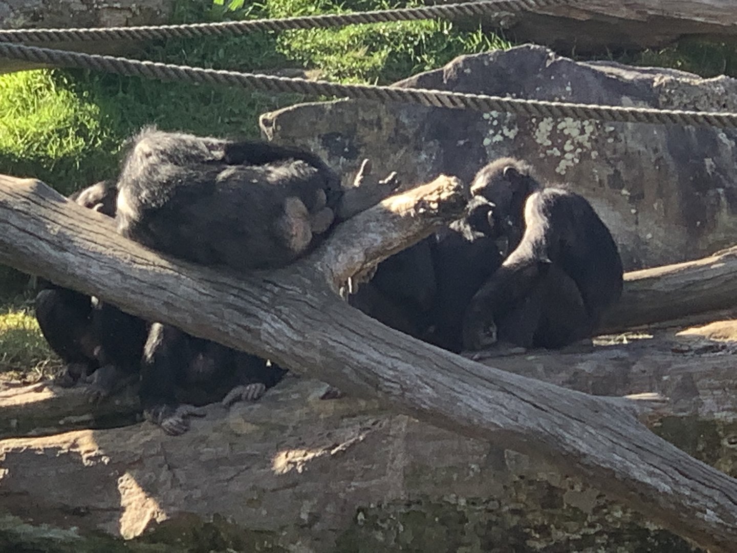 Chimpanzees