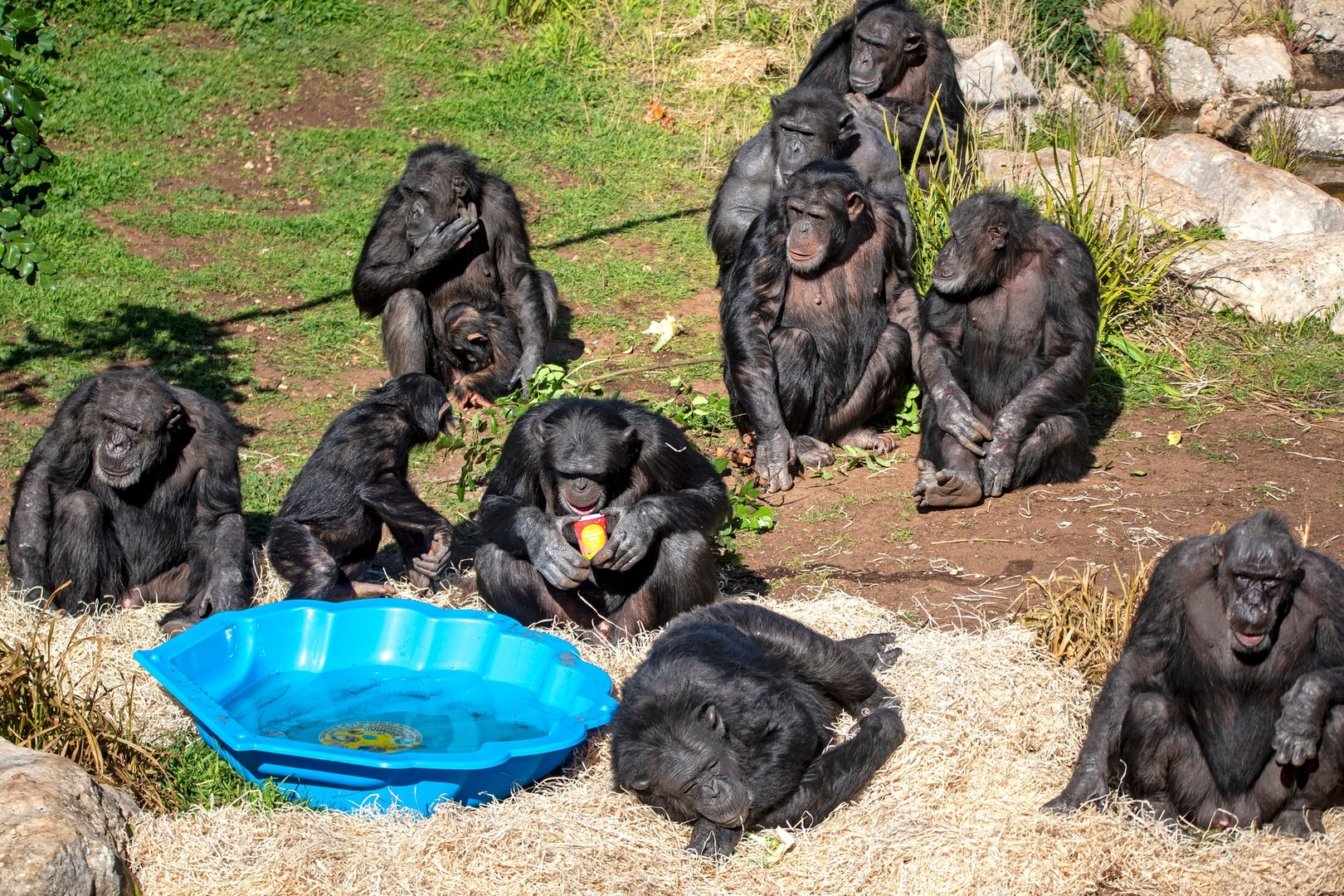 Chimpanzees