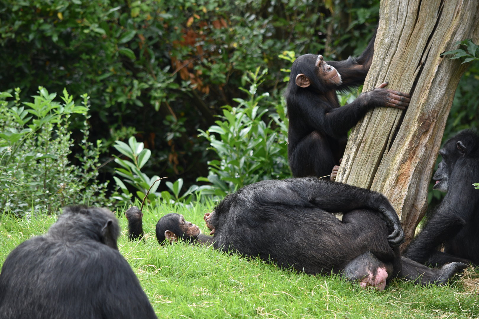 Chimpanzees
