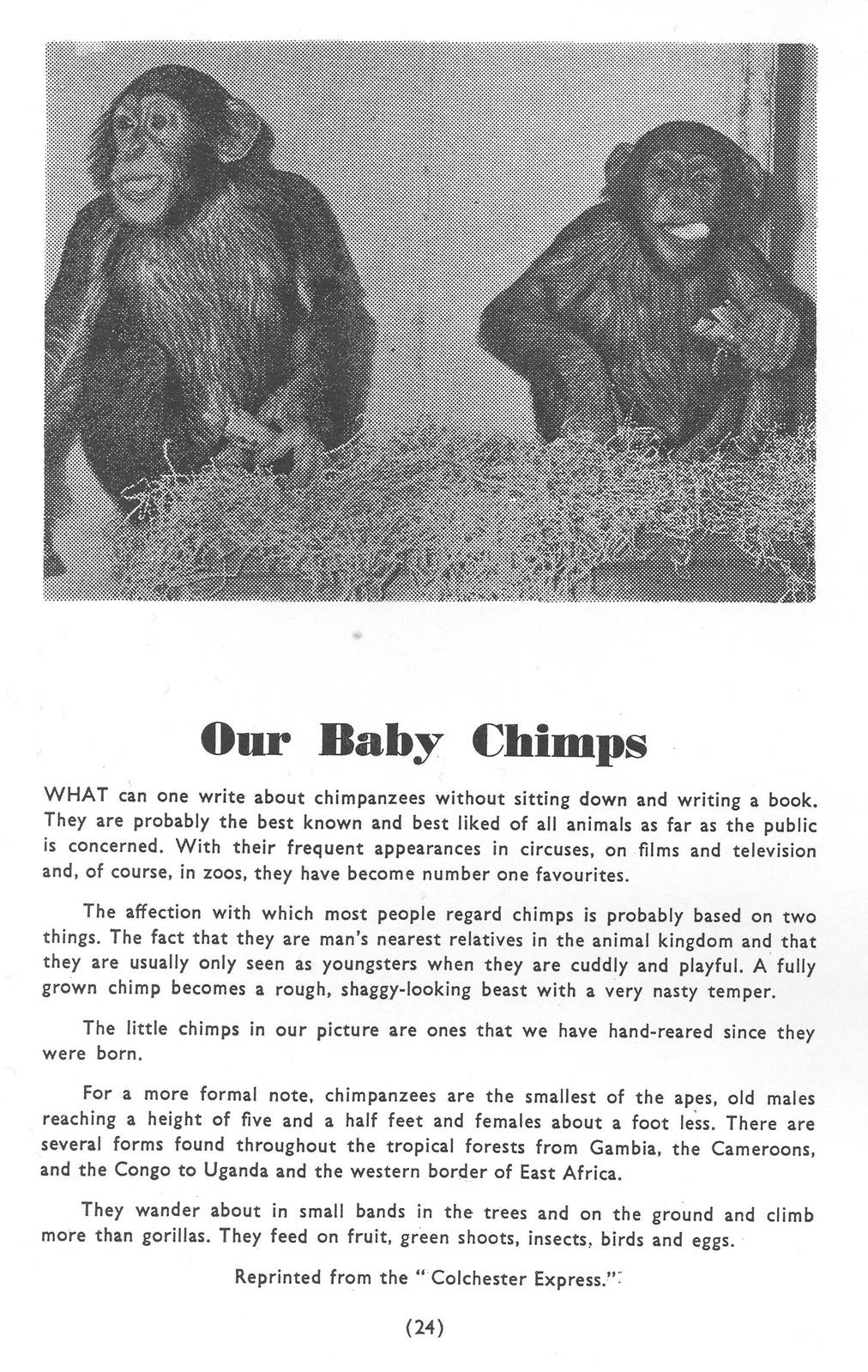 Chimpanzees