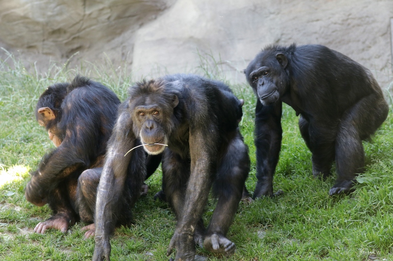 Chimpanzees