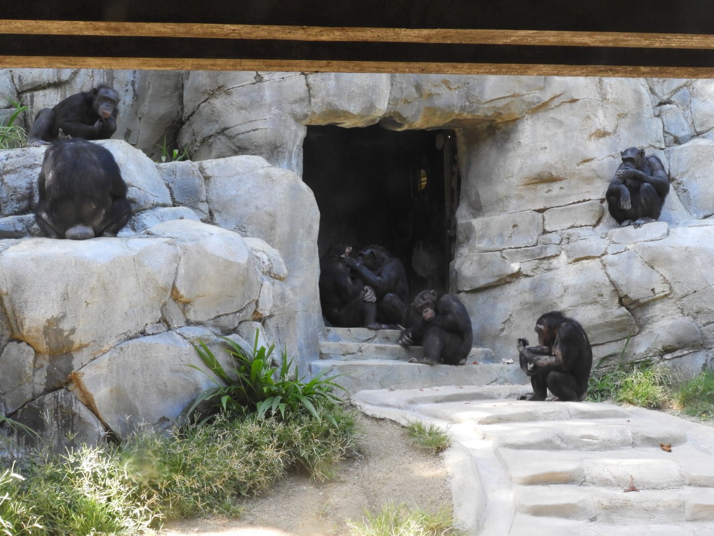 Chimpanzees