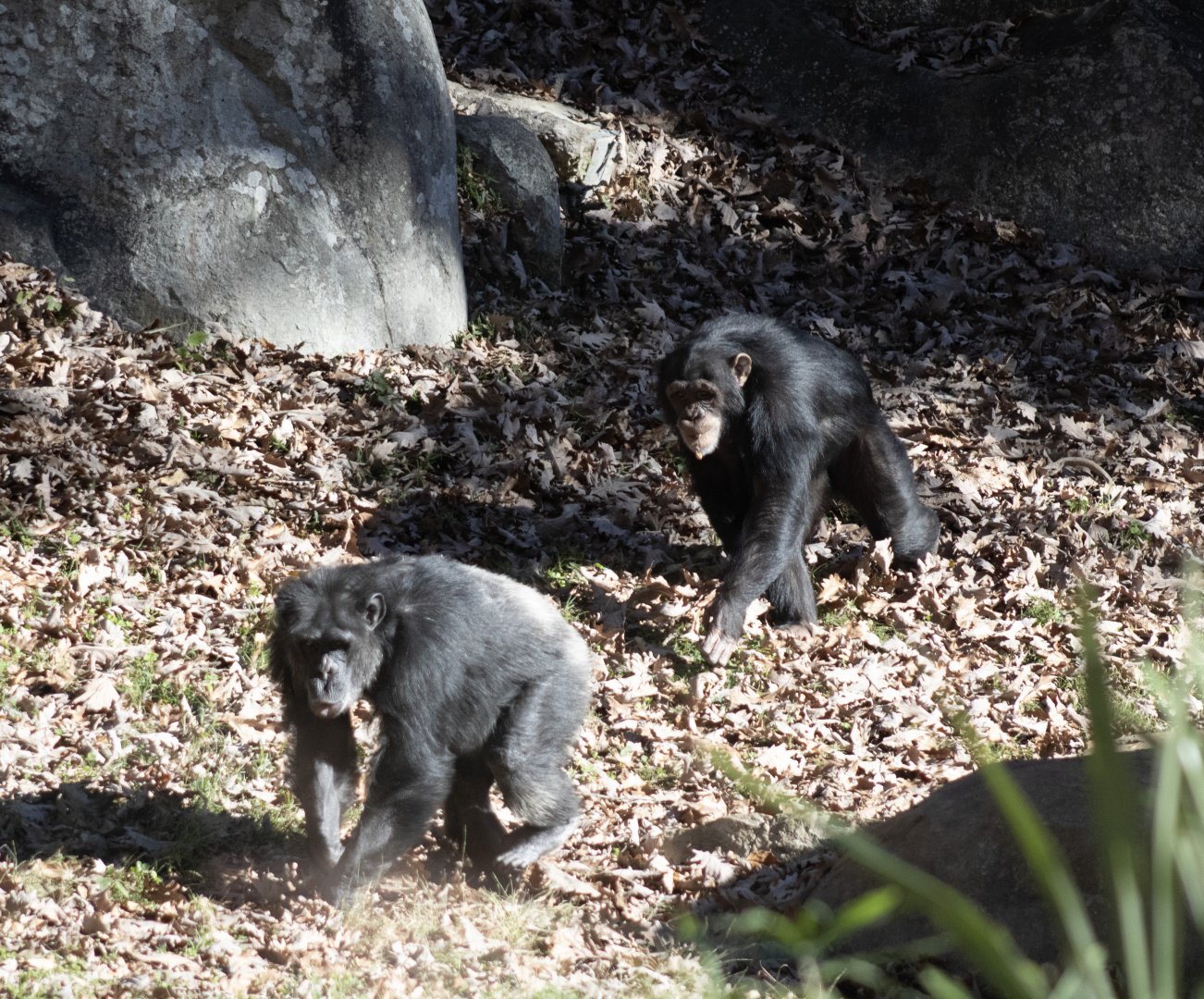 Chimpanzees