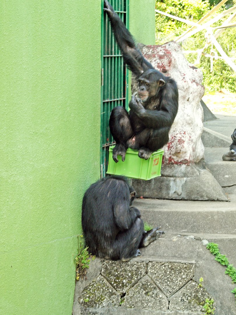 Chimpanzees