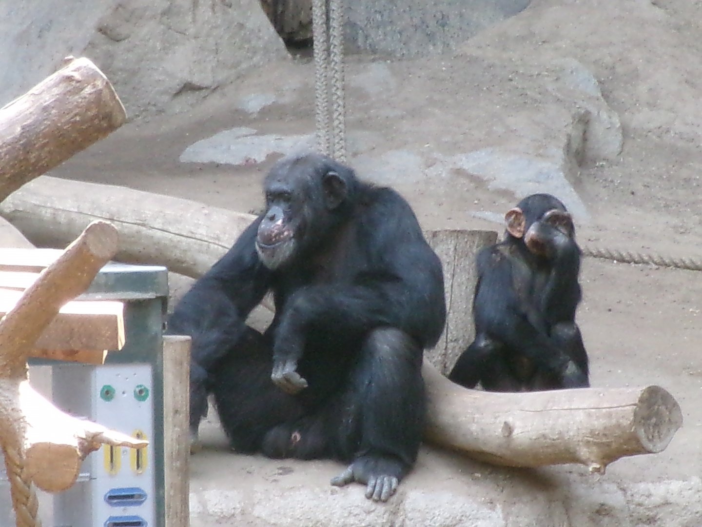 Chimpanzees