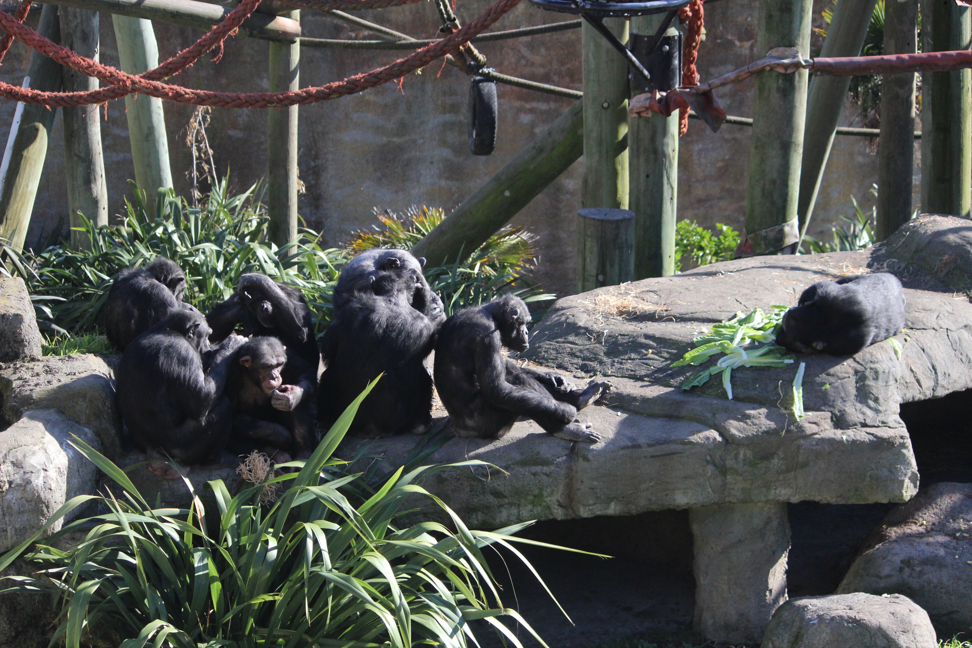 Chimpanzees