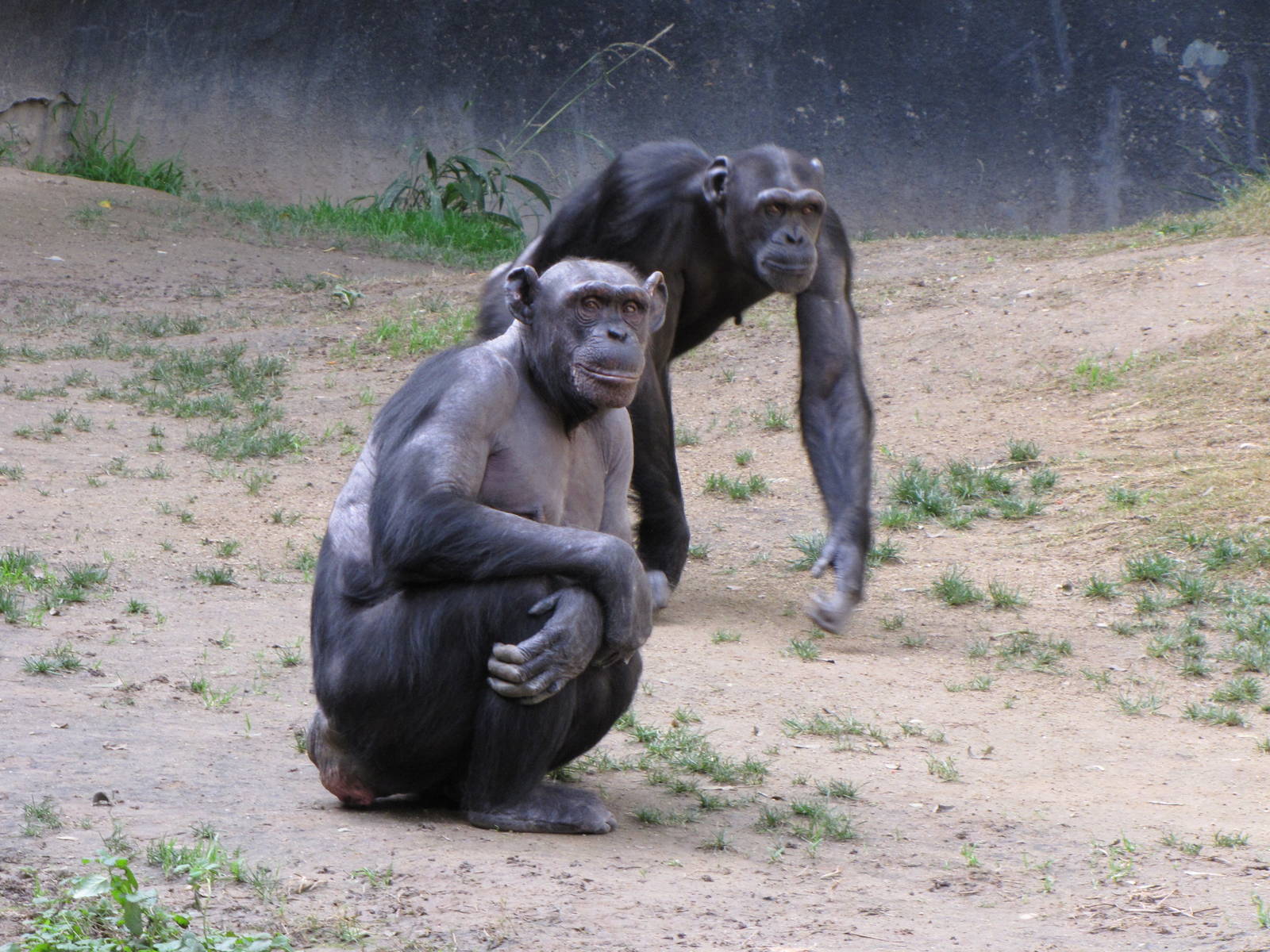 Chimpanzees