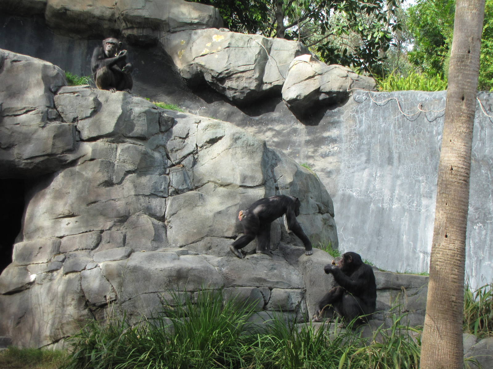 Chimpanzees